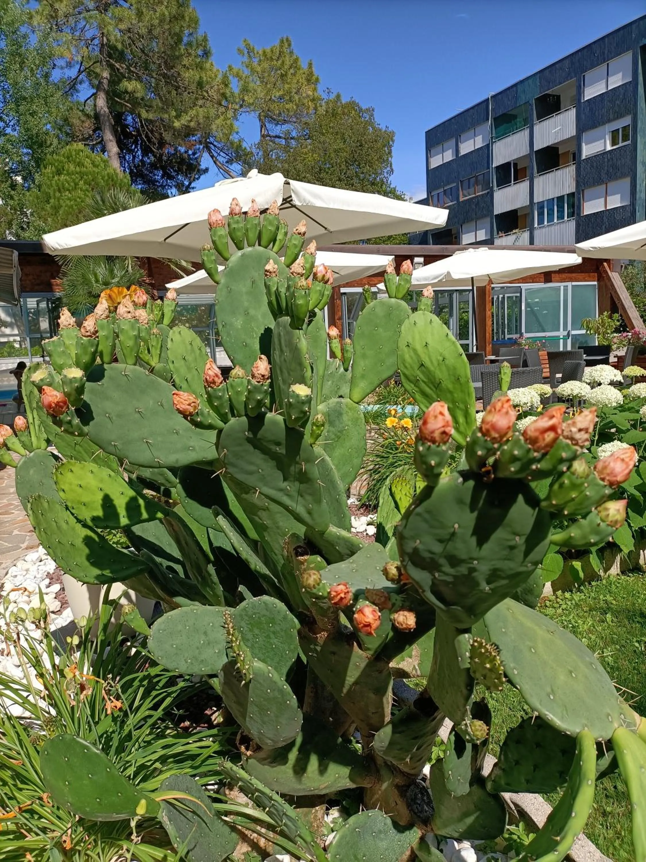 Garden in Hotel Ai Pini