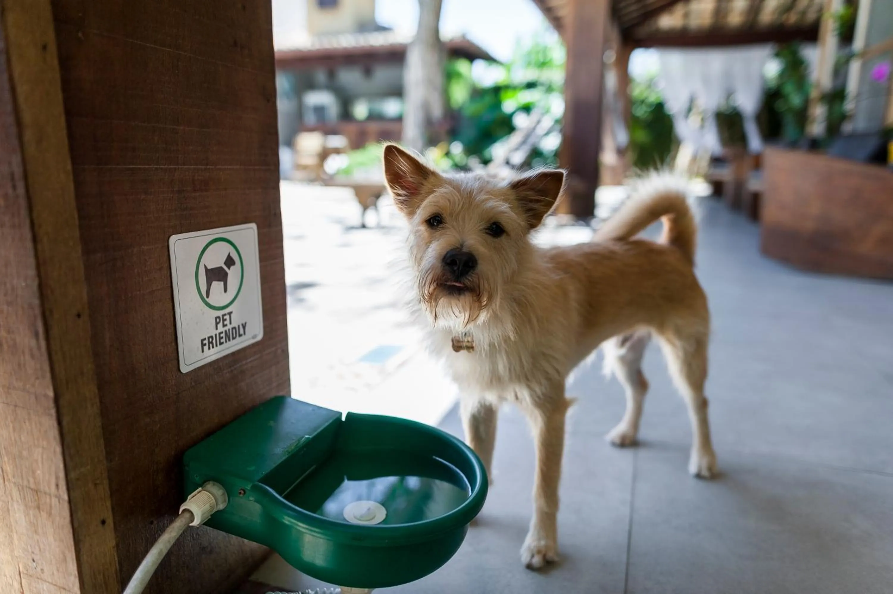 Pets in Pousada da Cyssa
