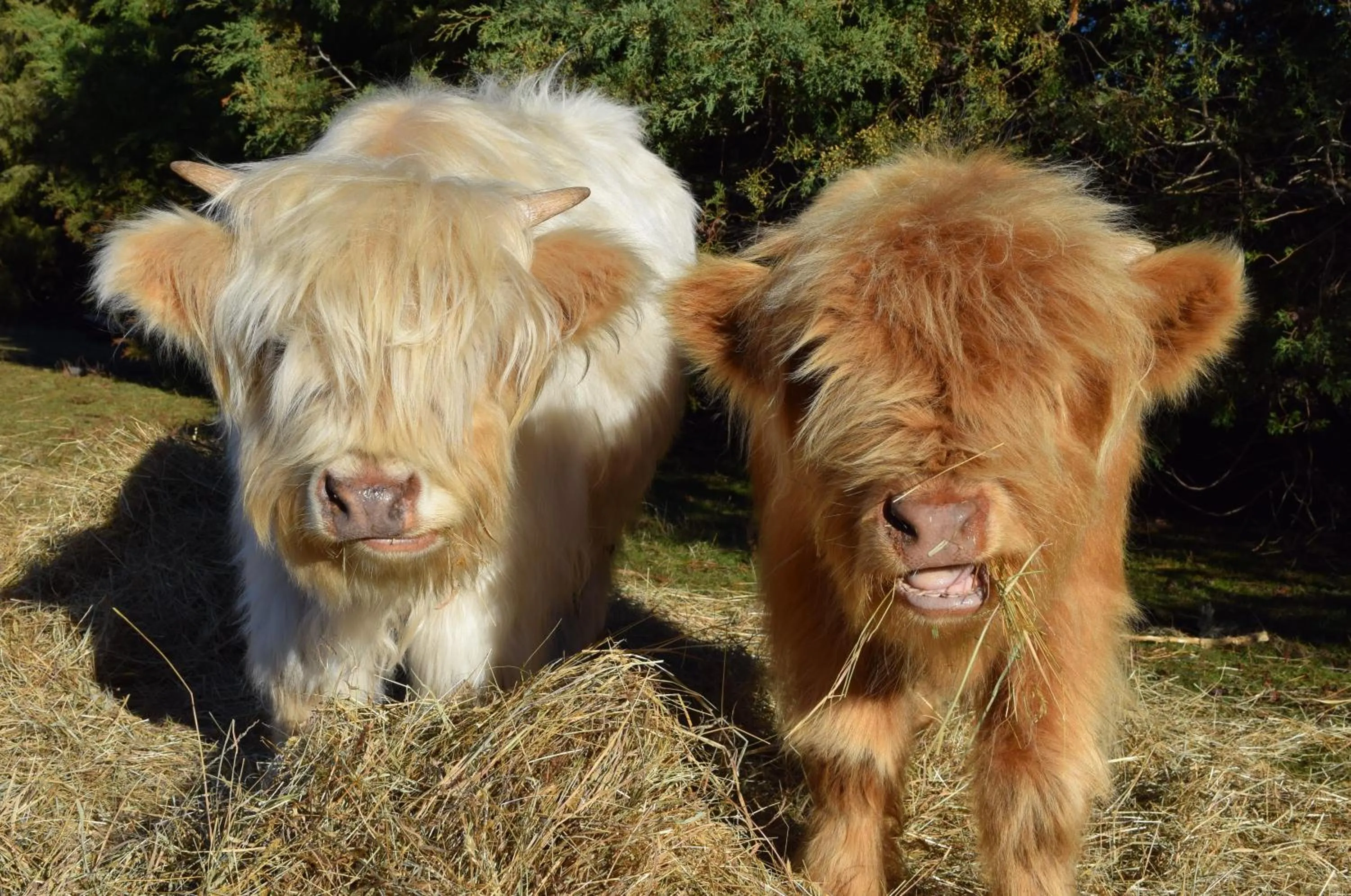 Animals in AAA Granary Accommodation