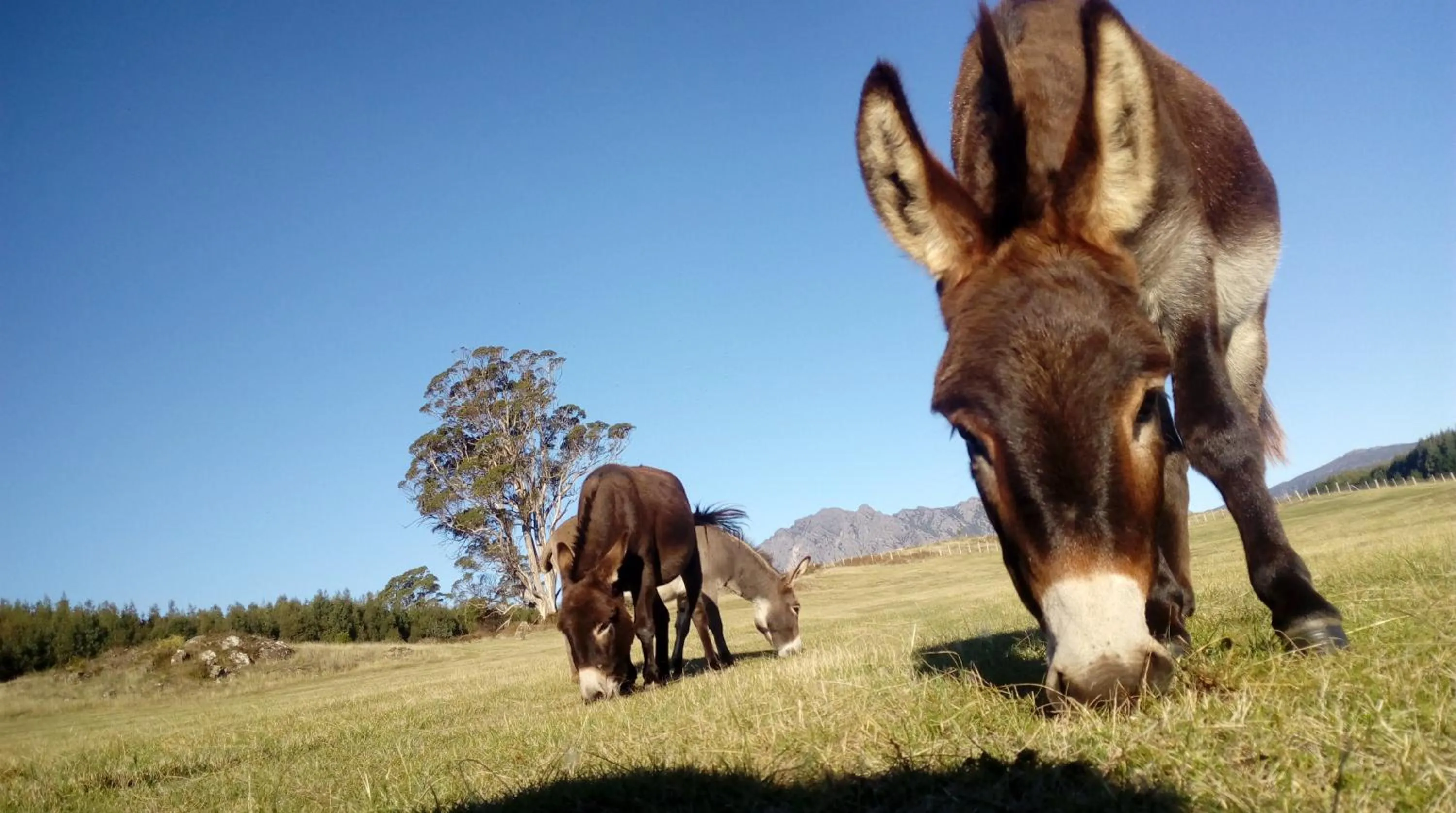 Animals in AAA Granary Accommodation
