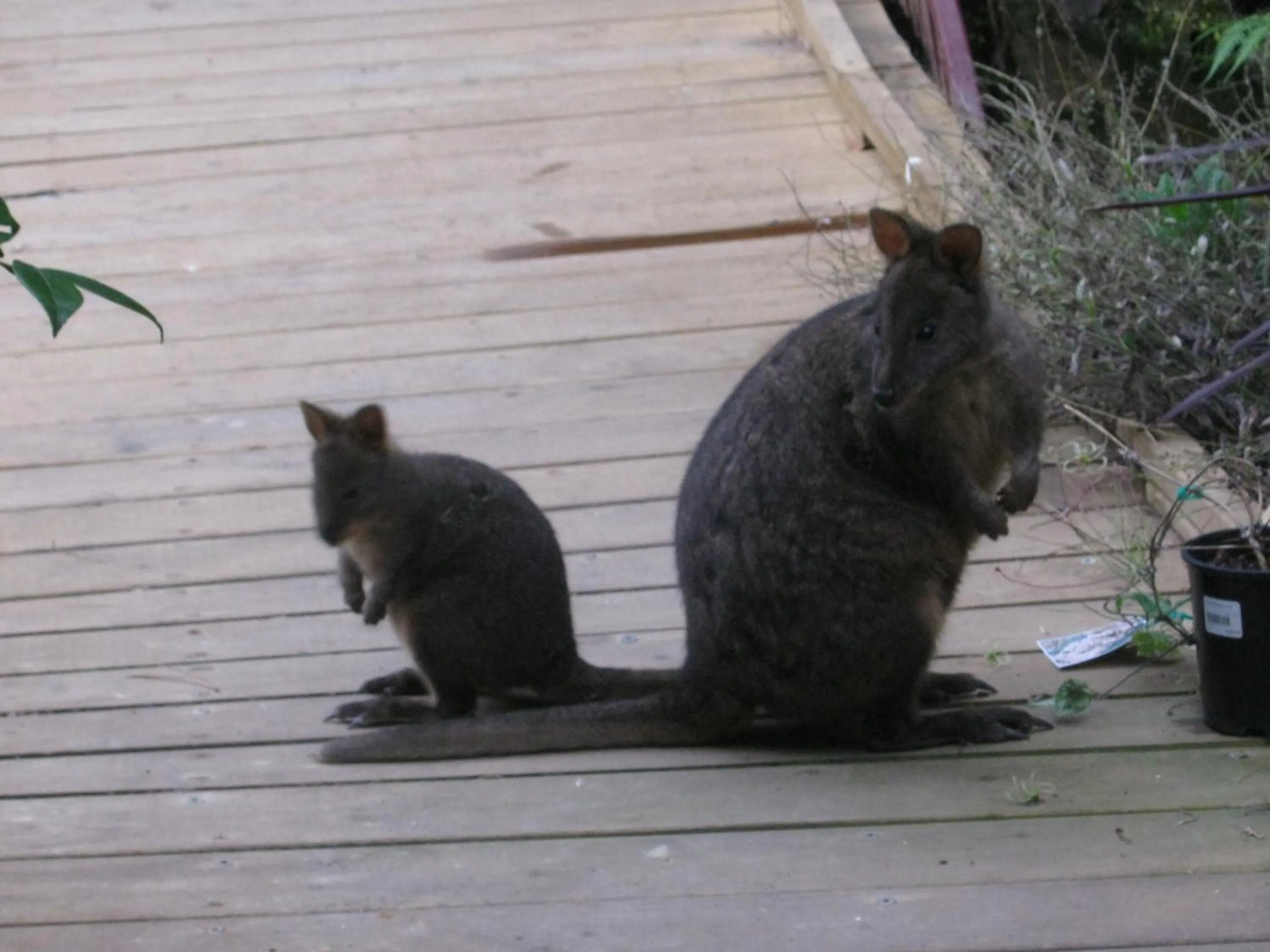 Animals in AAA Granary Accommodation
