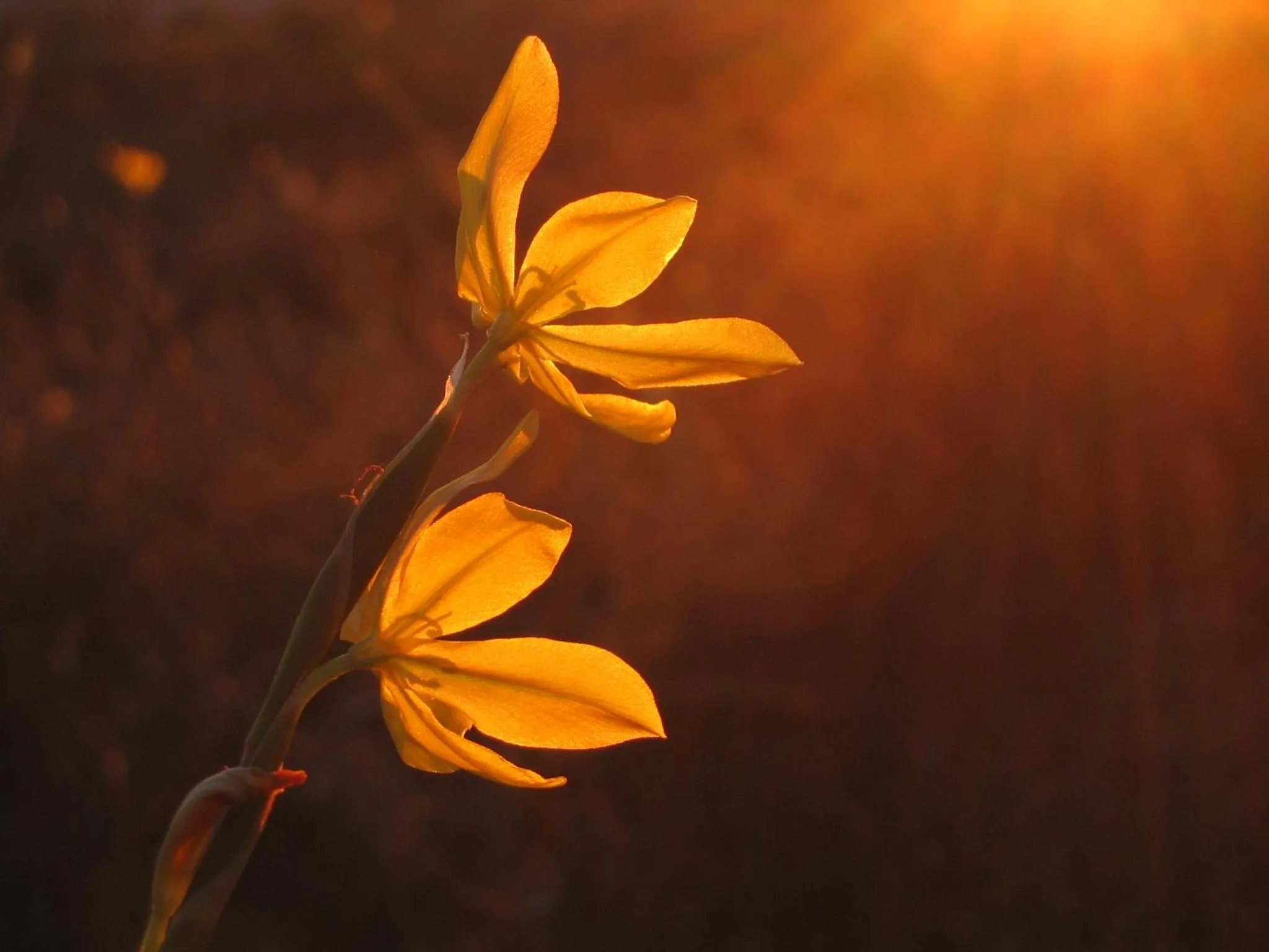 Other in Naries Namakwa Retreat