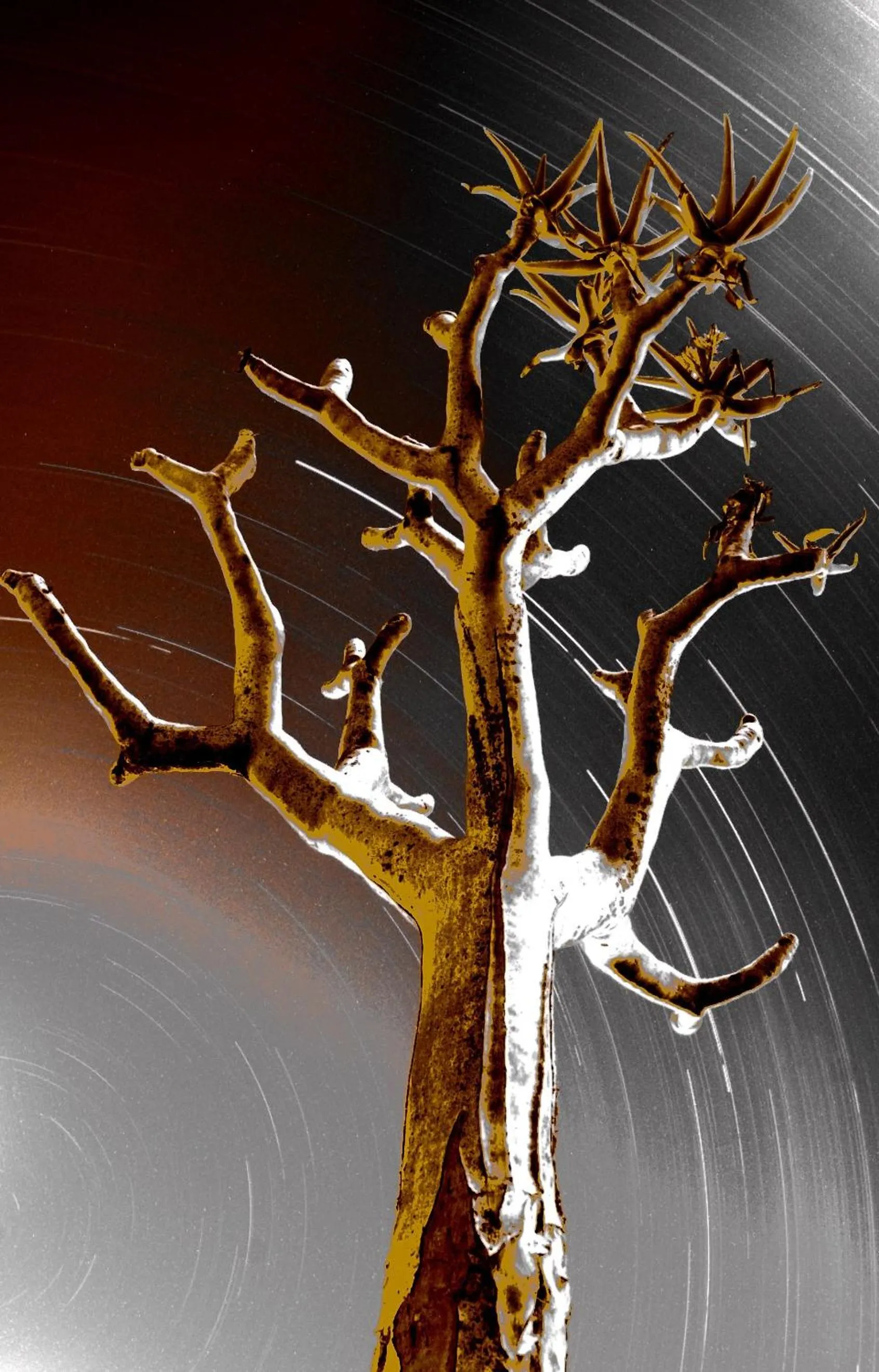 Other in Naries Namakwa Retreat