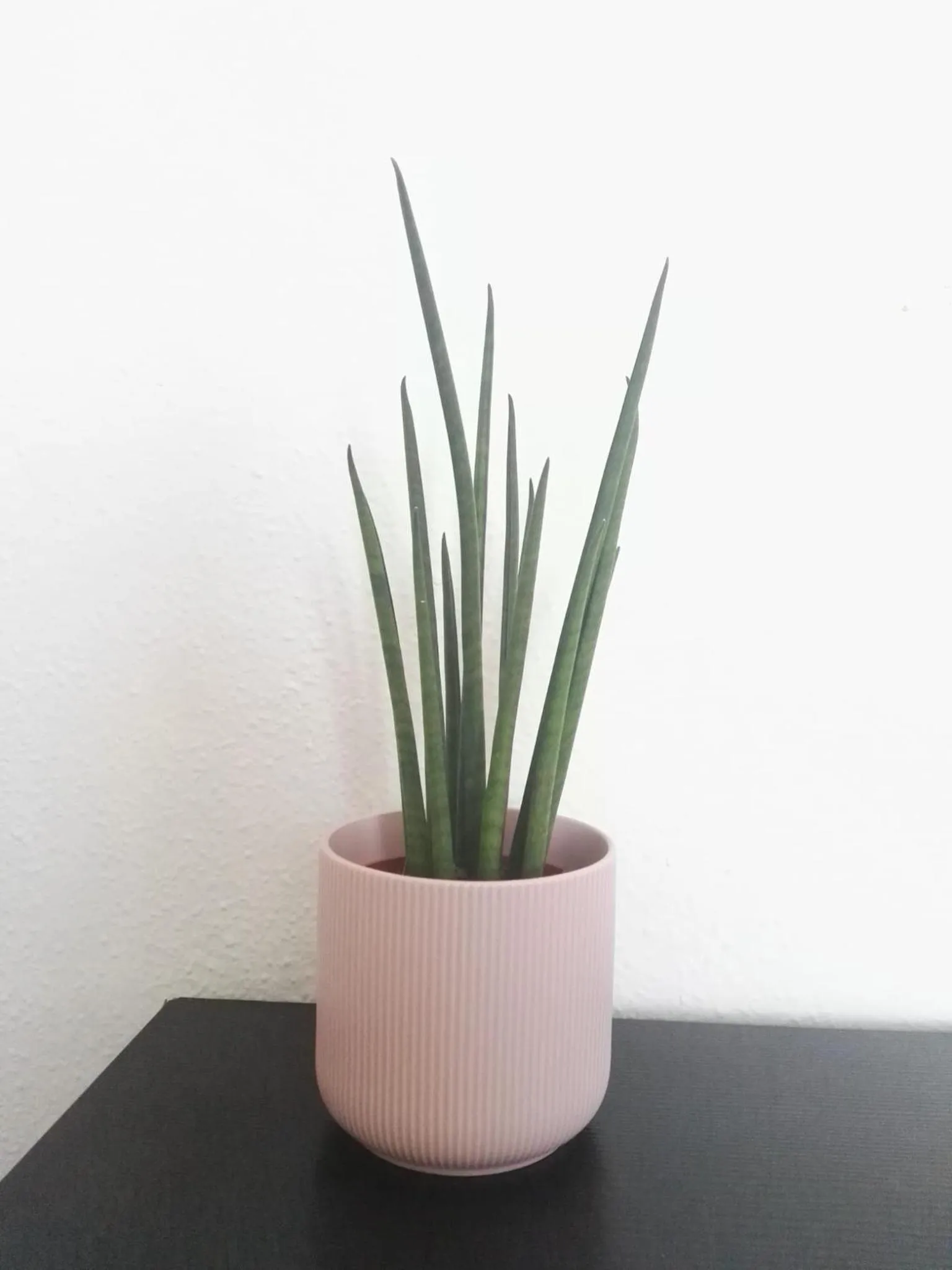 Decorative detail in Balcón Al Mar