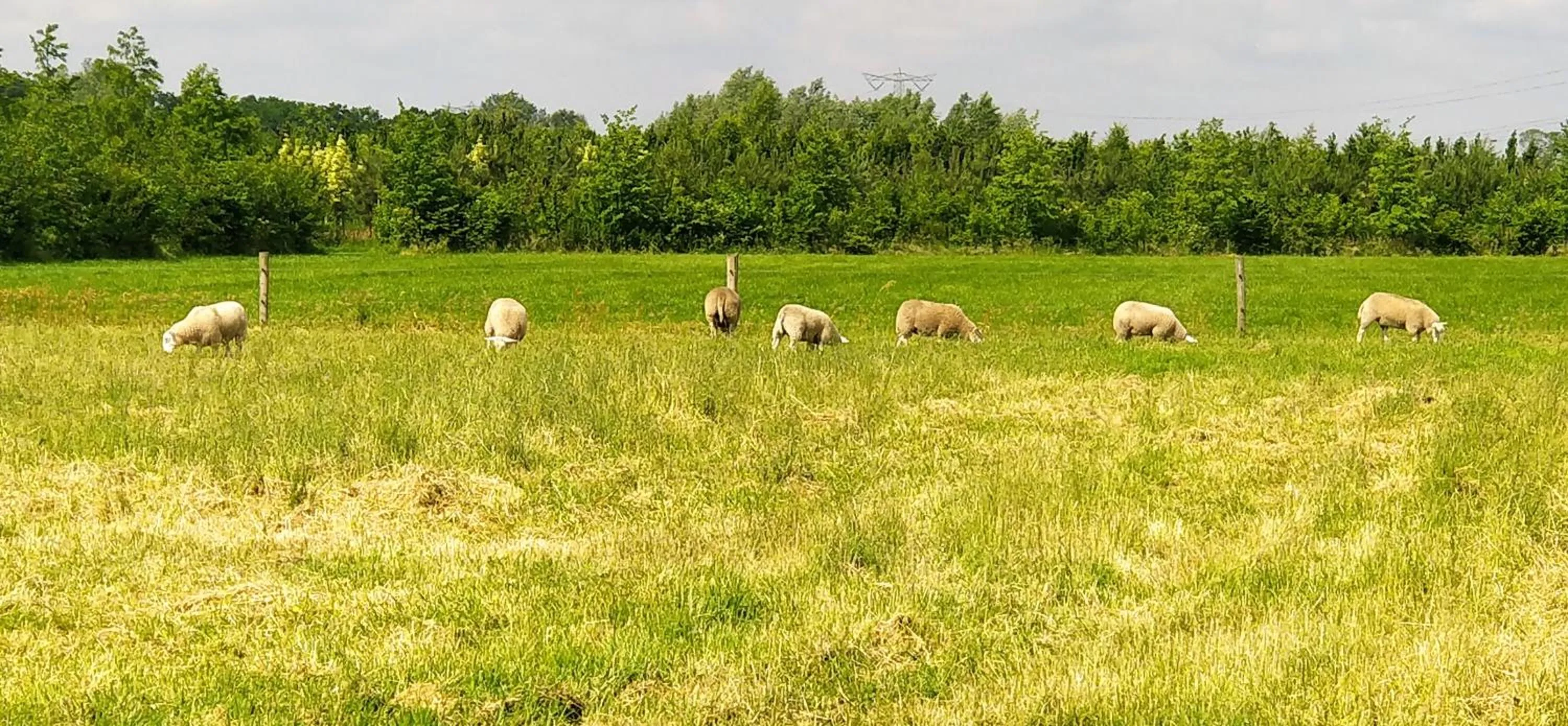 Animals in Antonius Hoeve