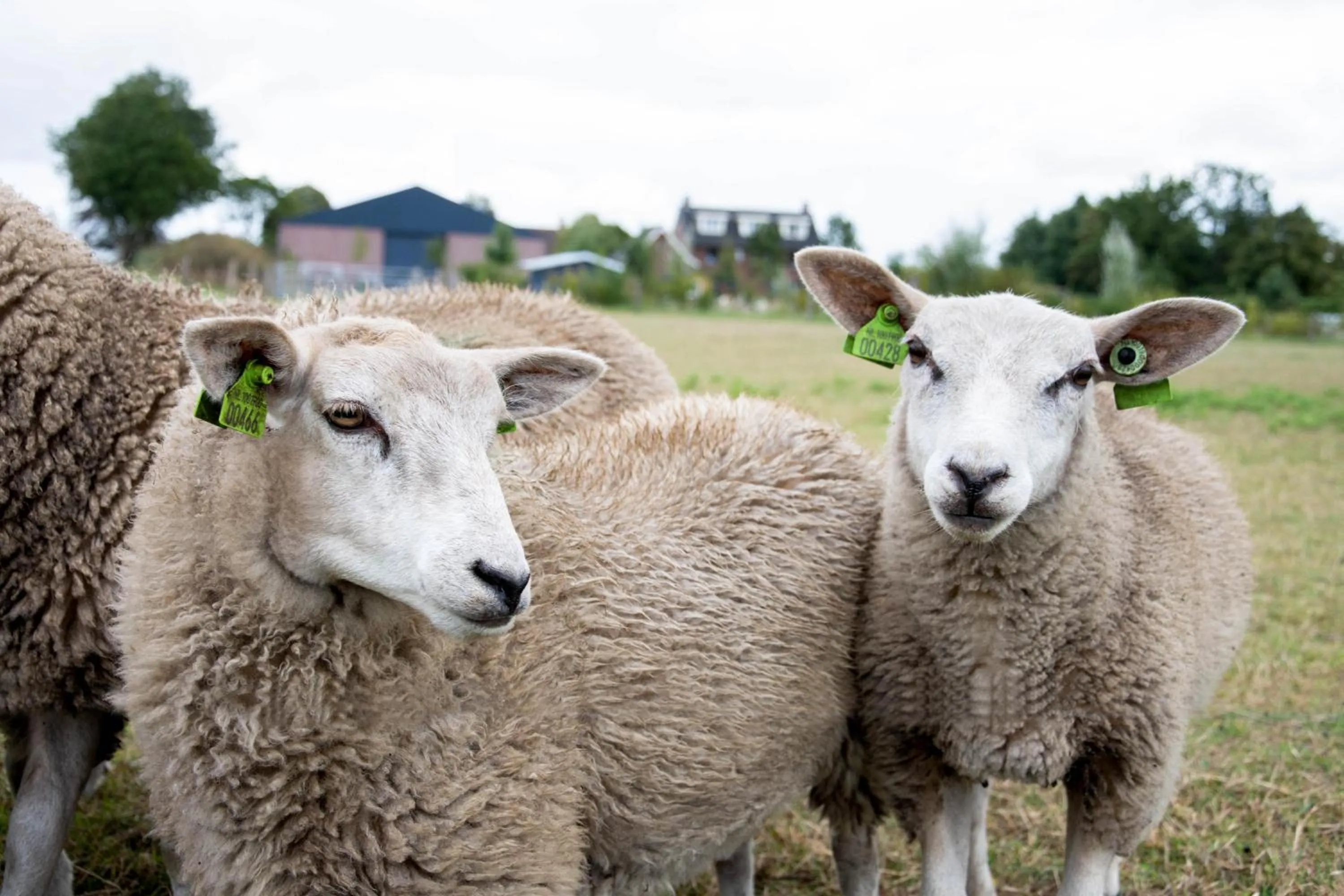 Area and facilities in Antonius Hoeve