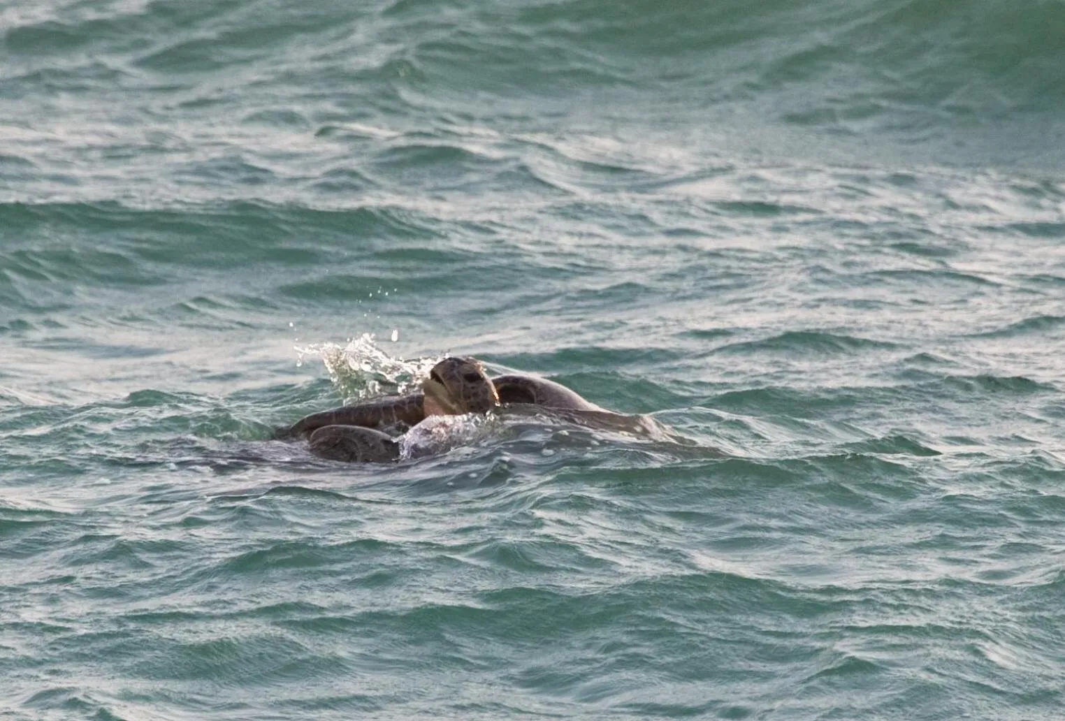 Animals in Turtle Paradise