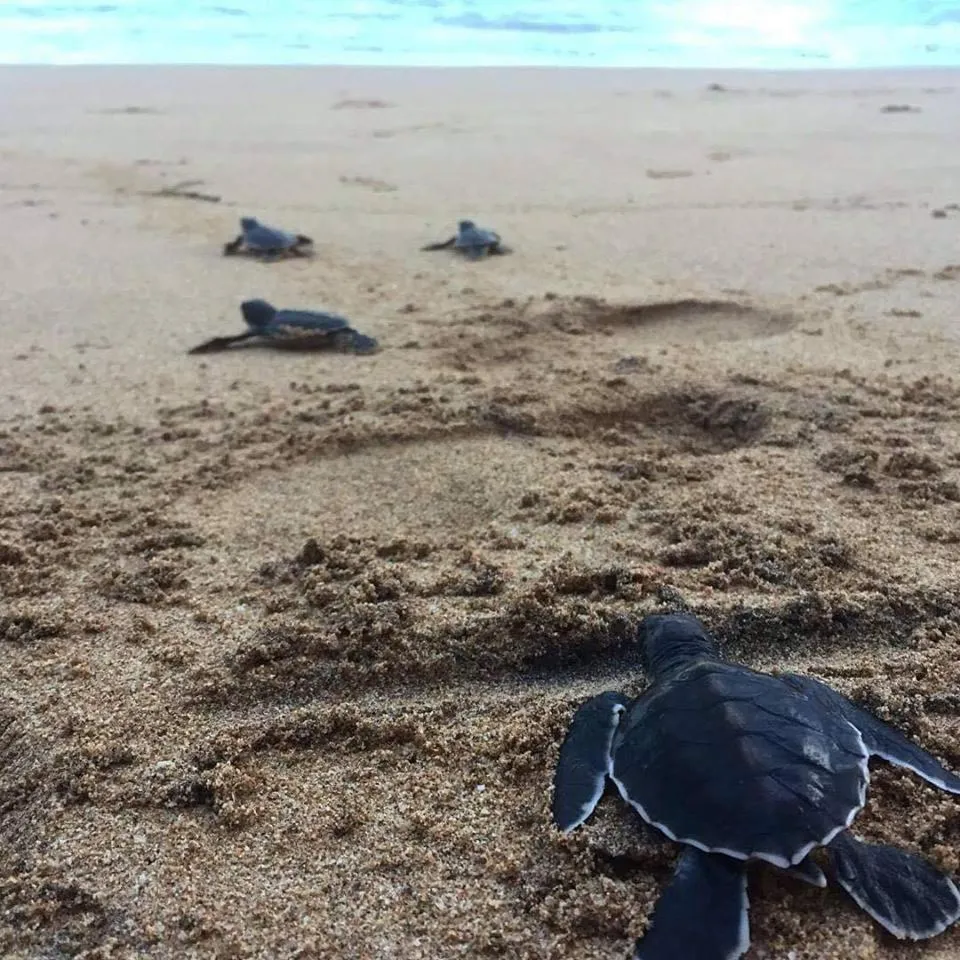 Beach in Turtle Paradise