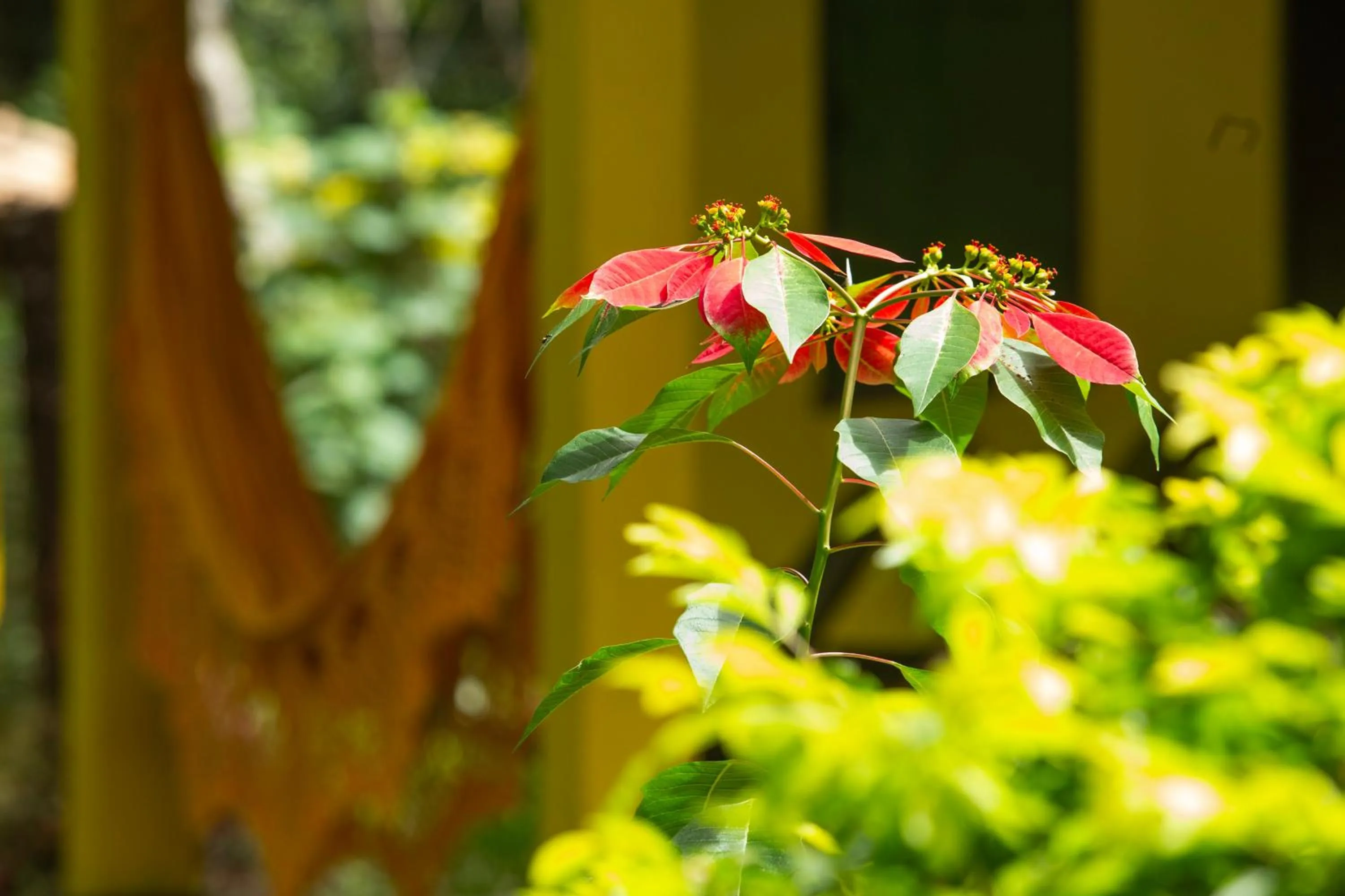 Day in Pousada Canto No Bosque