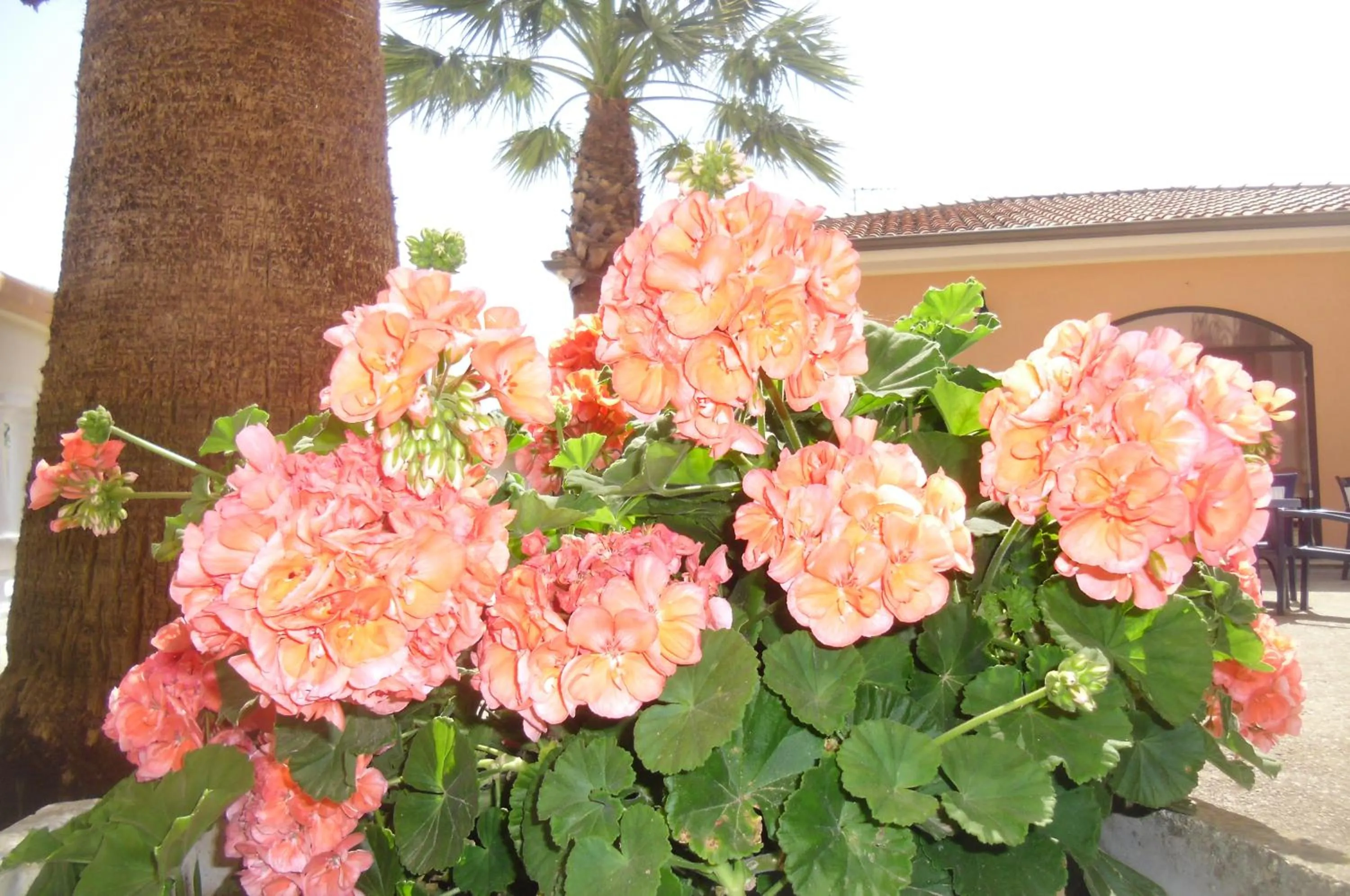 Other in Villa Laura Residence Hotel Apartments & Studios