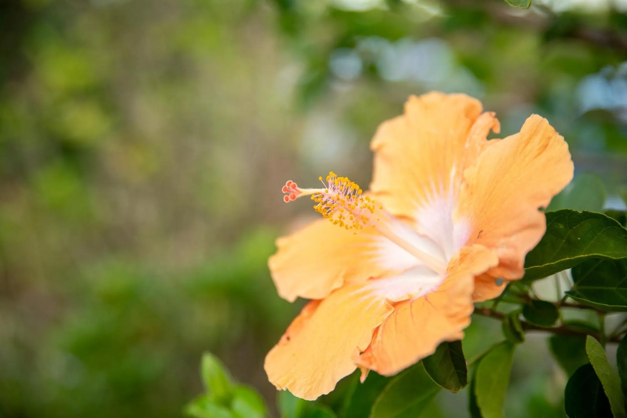 Cascade Garden Apartments