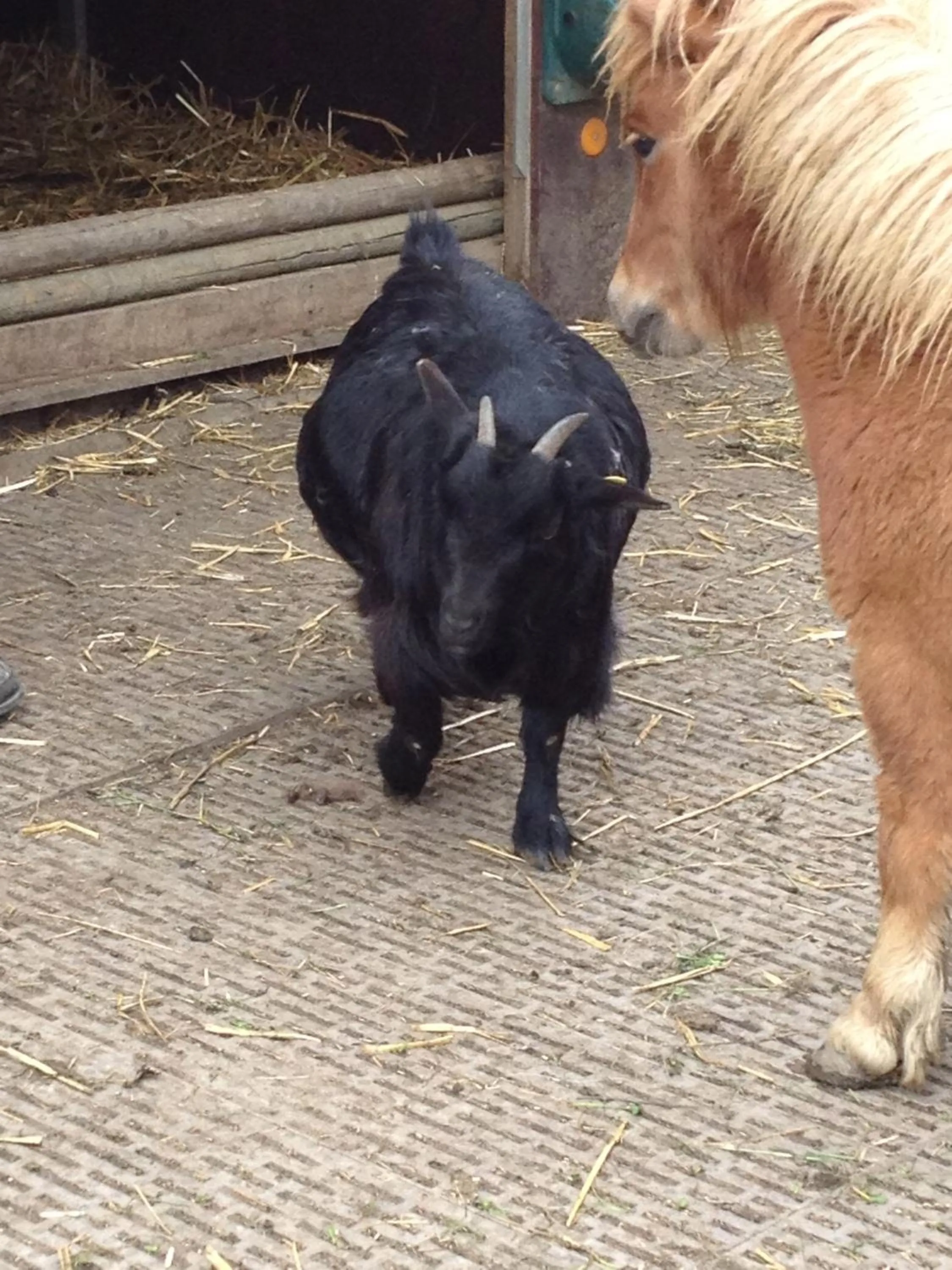 Children play ground in Hotel Gibswilerstube
