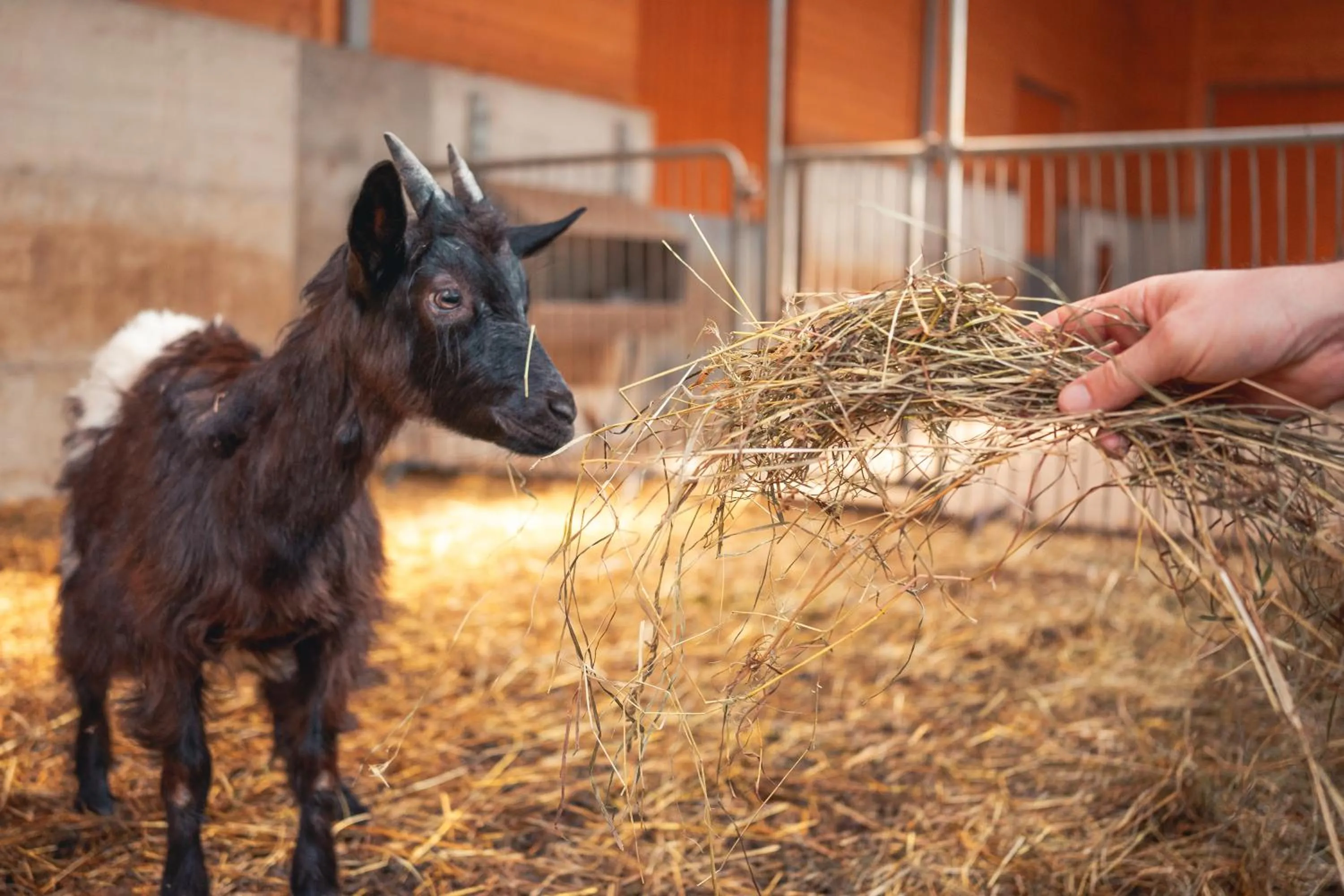 Activities in Hotel Belvedere Wellness&SPA