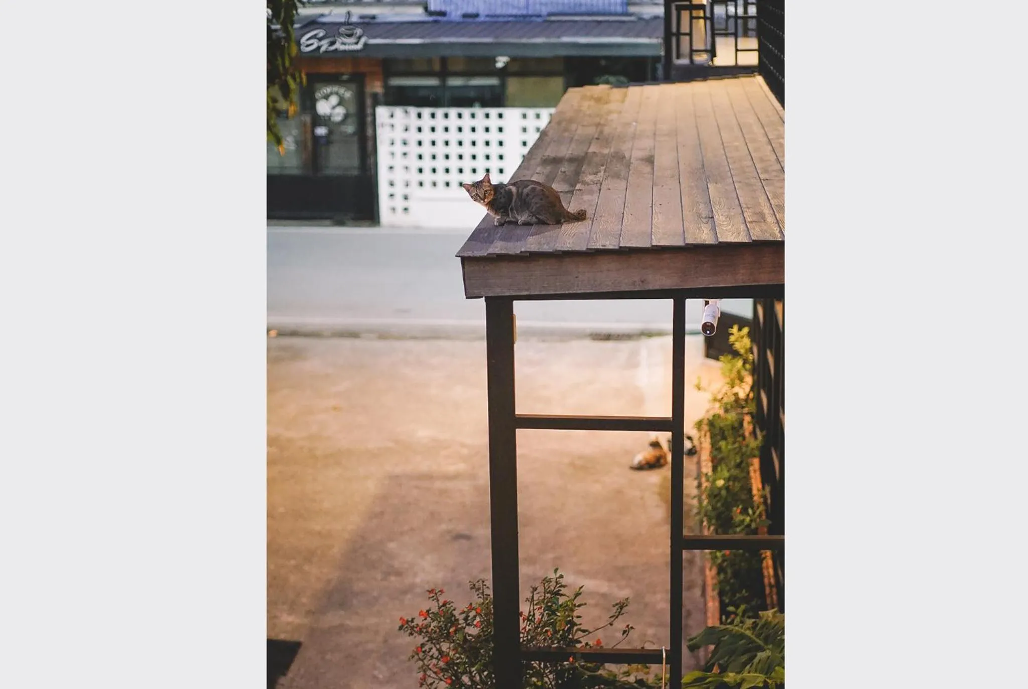 Property building in Sleepy House Chiang Rai