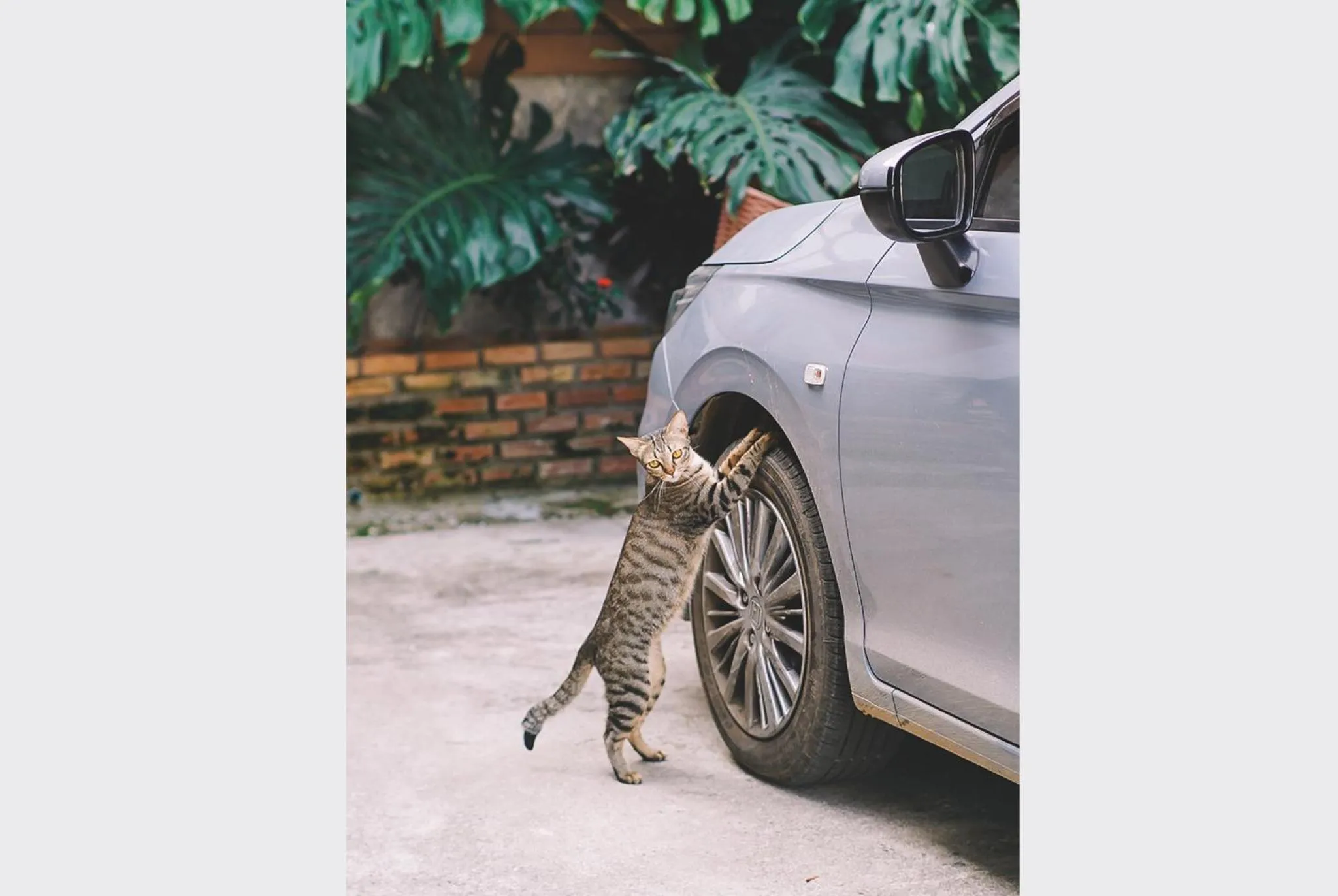 Property building in Sleepy House Chiang Rai