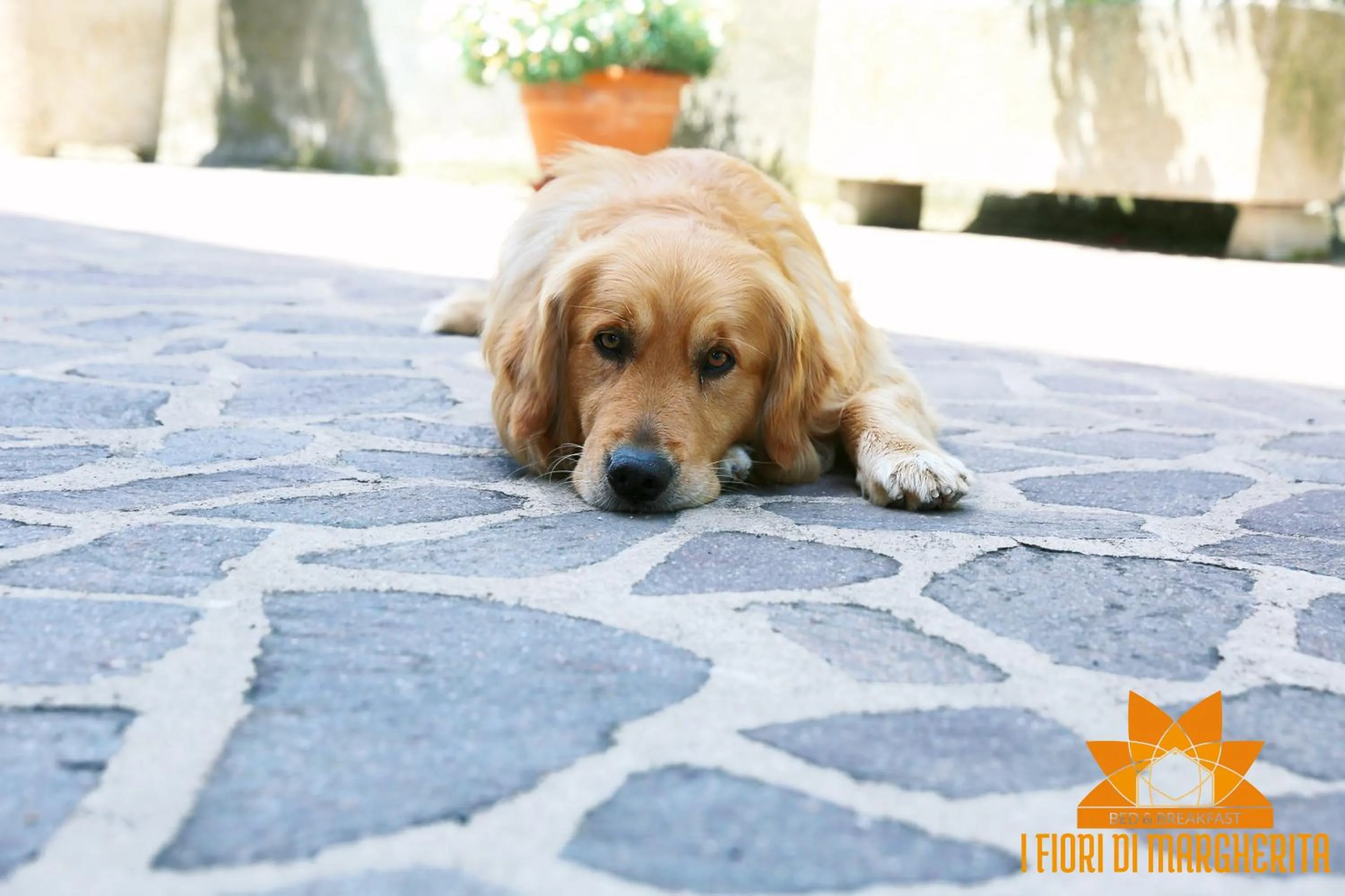 Pets in I Fiori di Margherita Luxury B&B