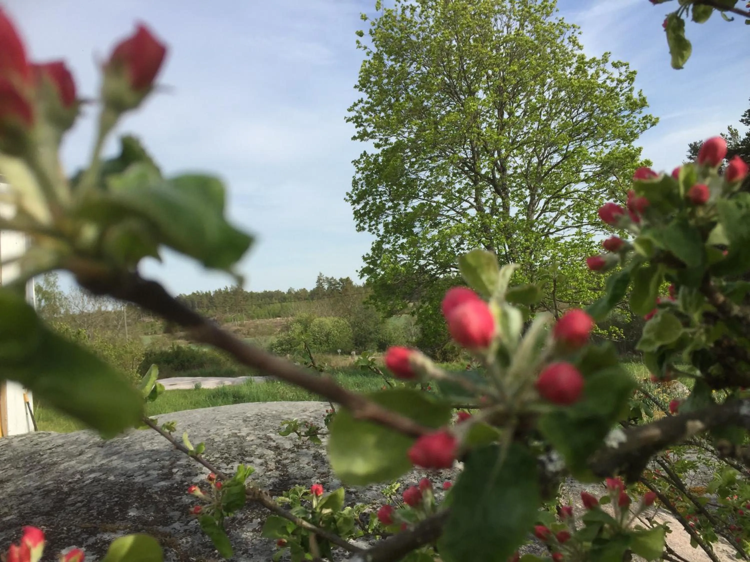 Garden in Hotel Stallbacken Nagu