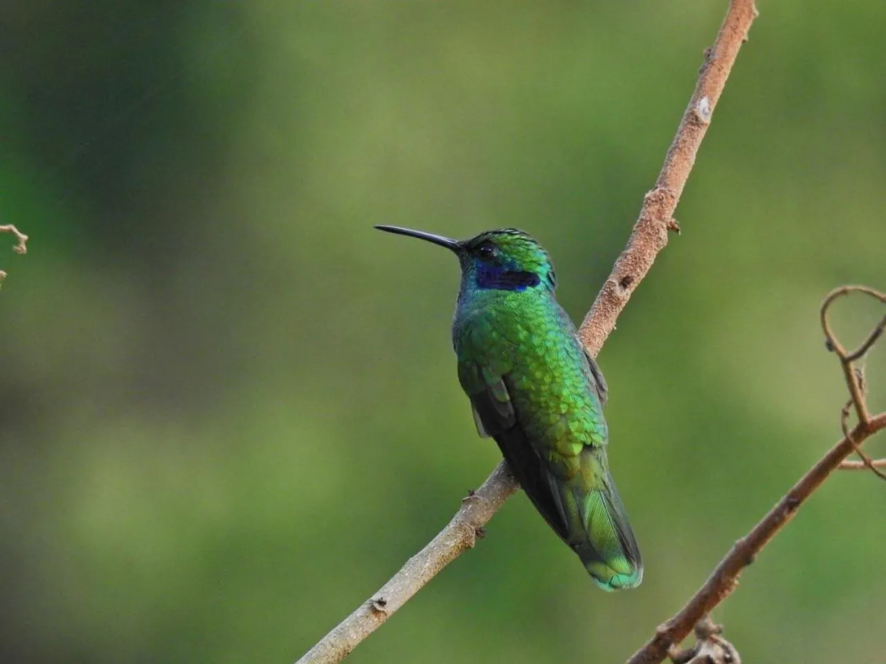 Animals in Lodge Paraíso Verde