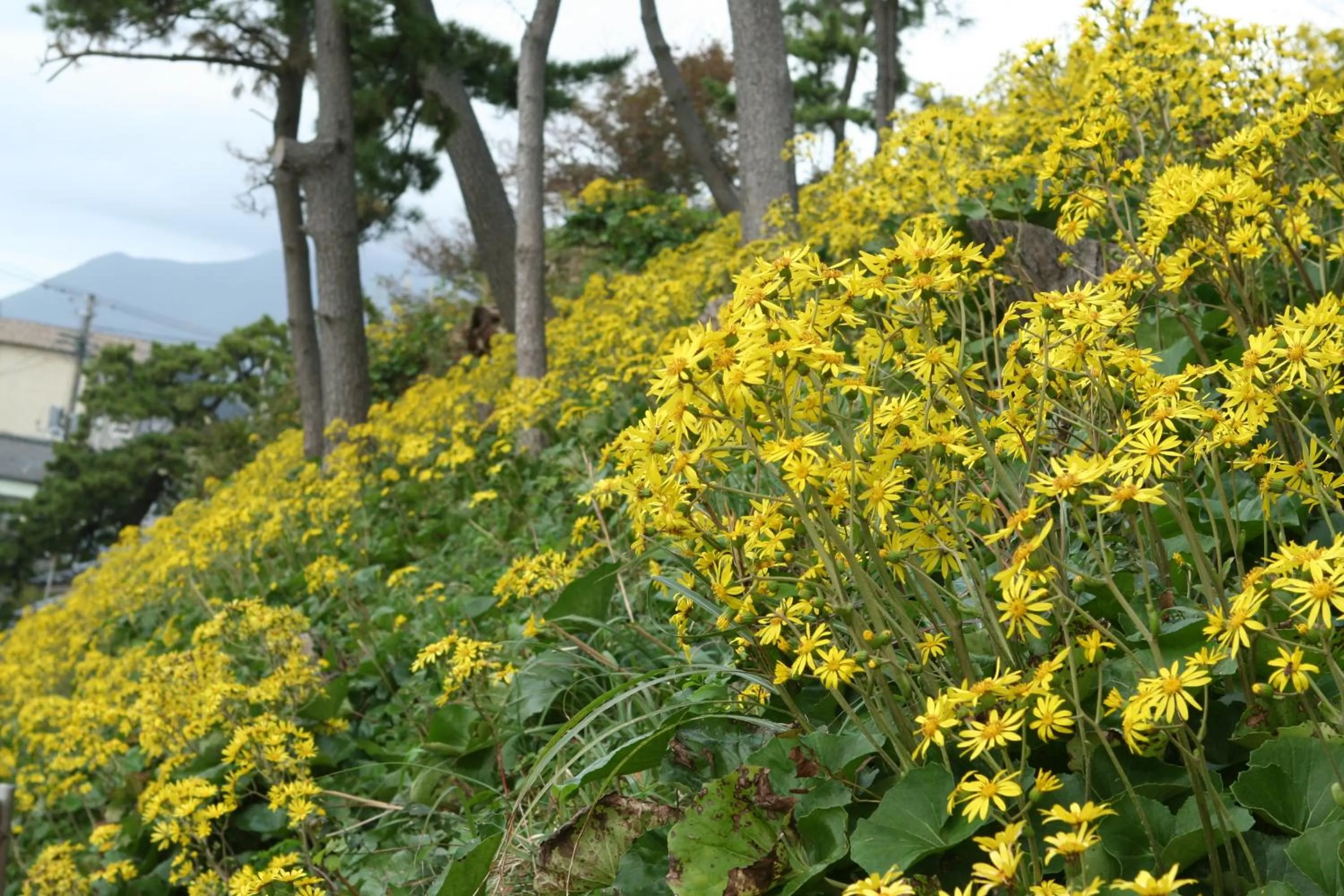 Autumn in Sumiyoshiya
