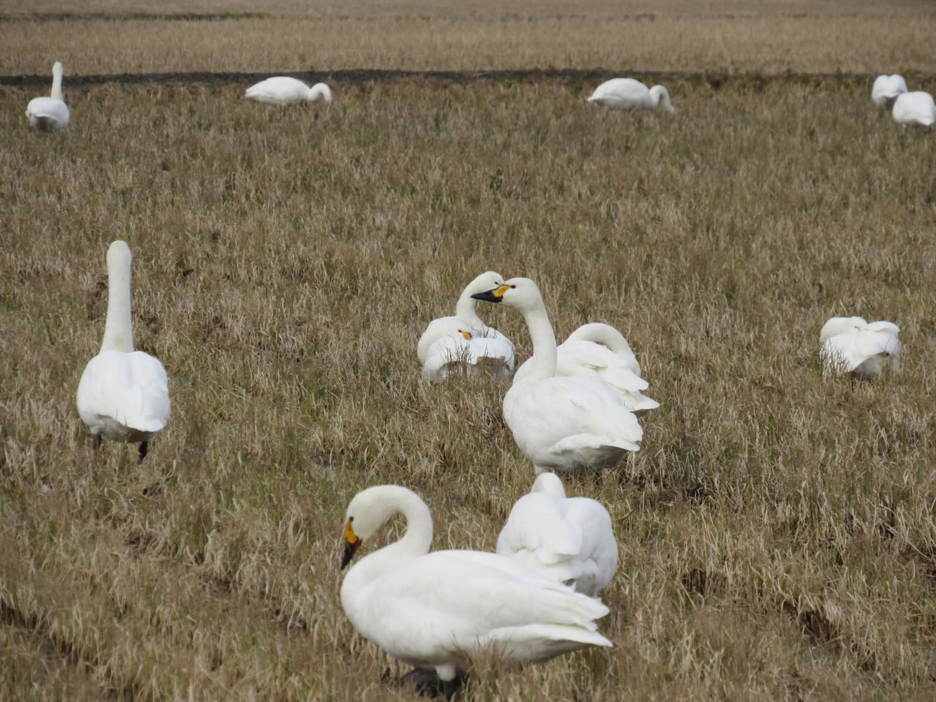 Winter in Sumiyoshiya
