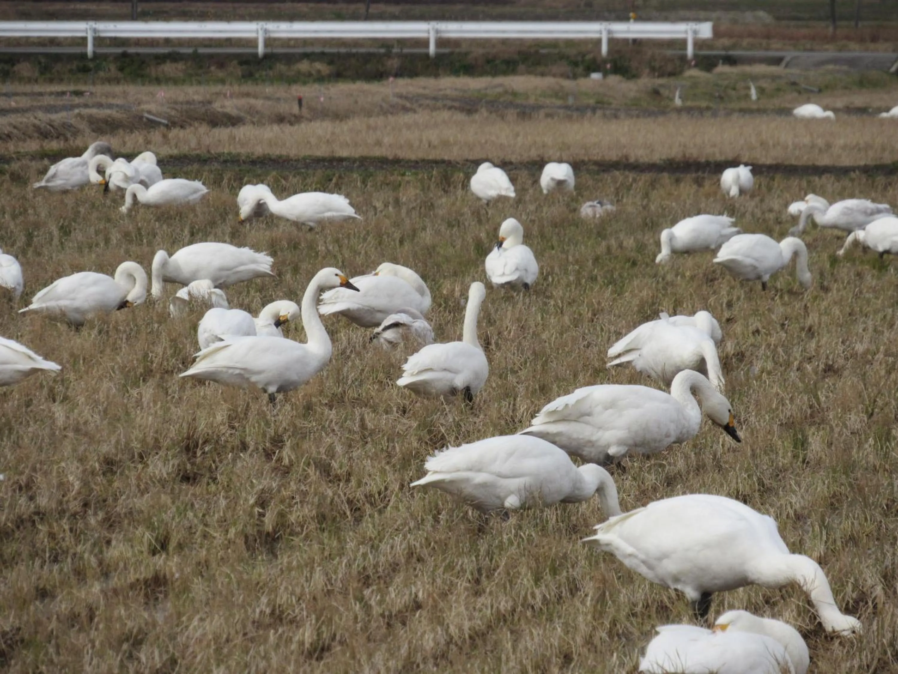 Winter in Sumiyoshiya