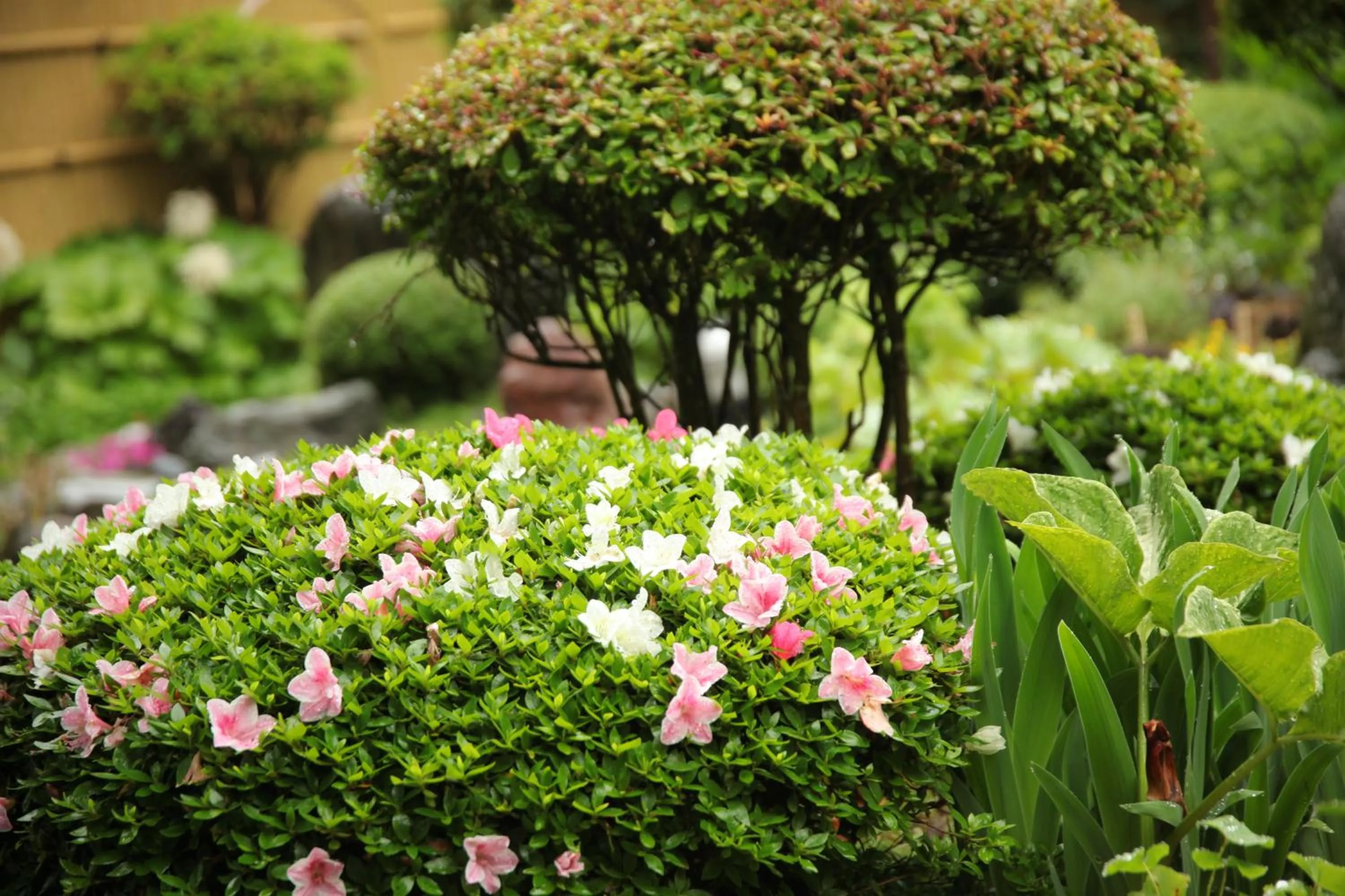 Spring in Kashoutei Hanaya