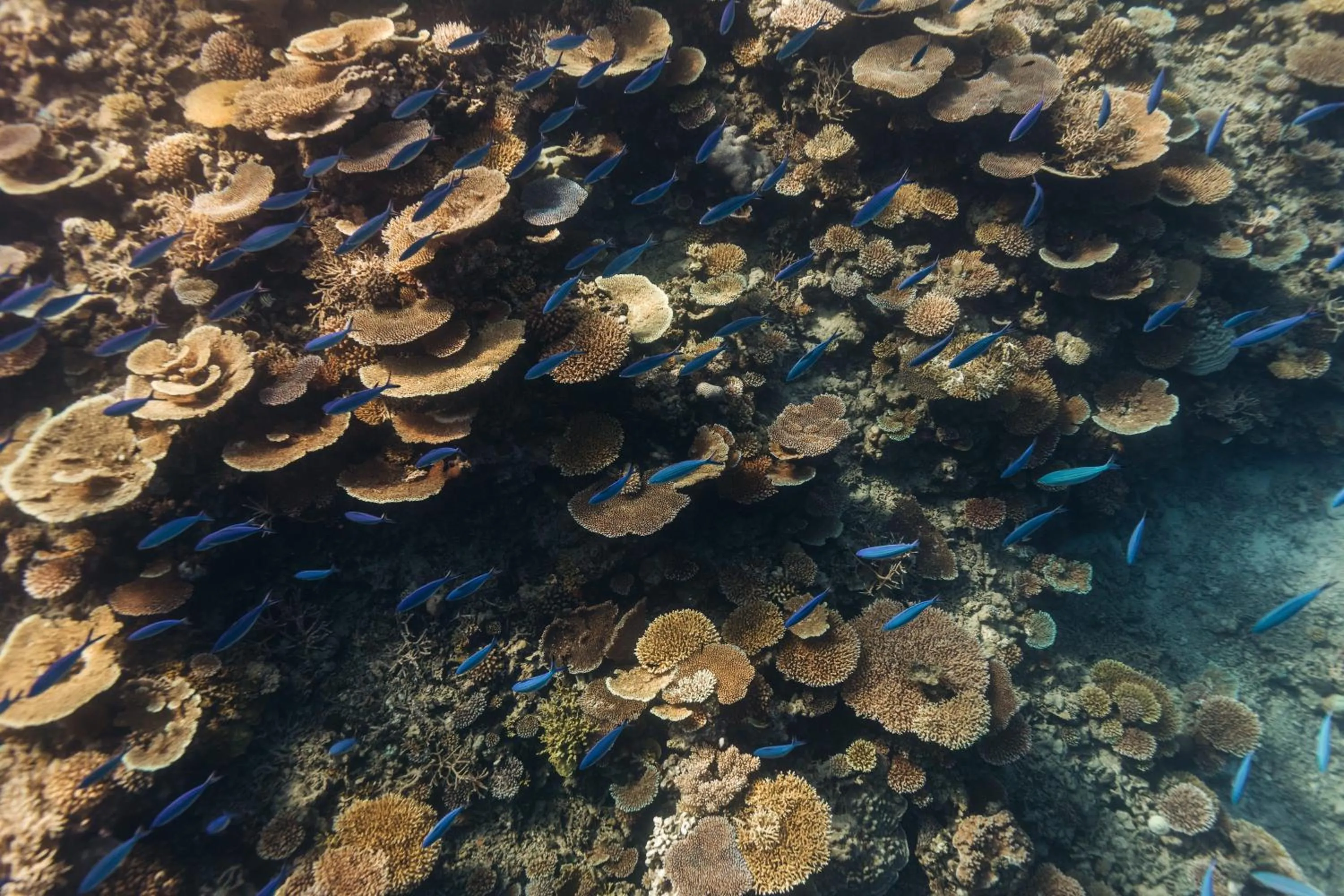 Natural landscape in Park Hyatt Maldives Hadahaa