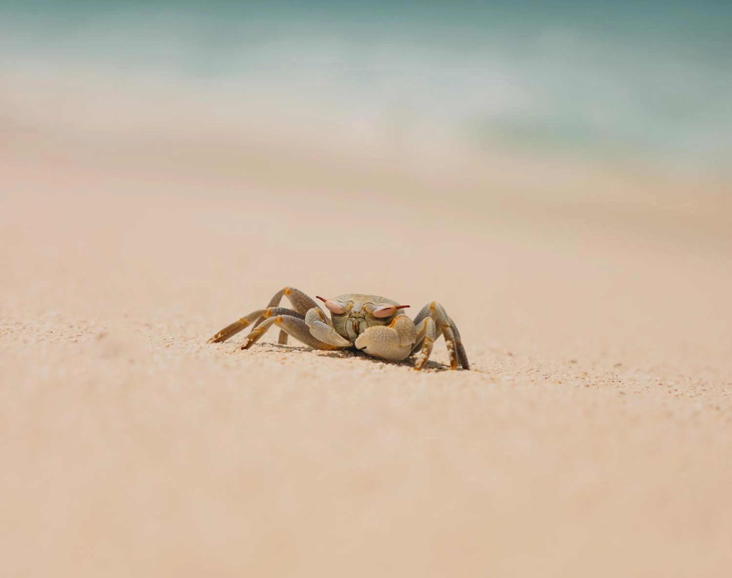 Beach in Park Hyatt Maldives Hadahaa