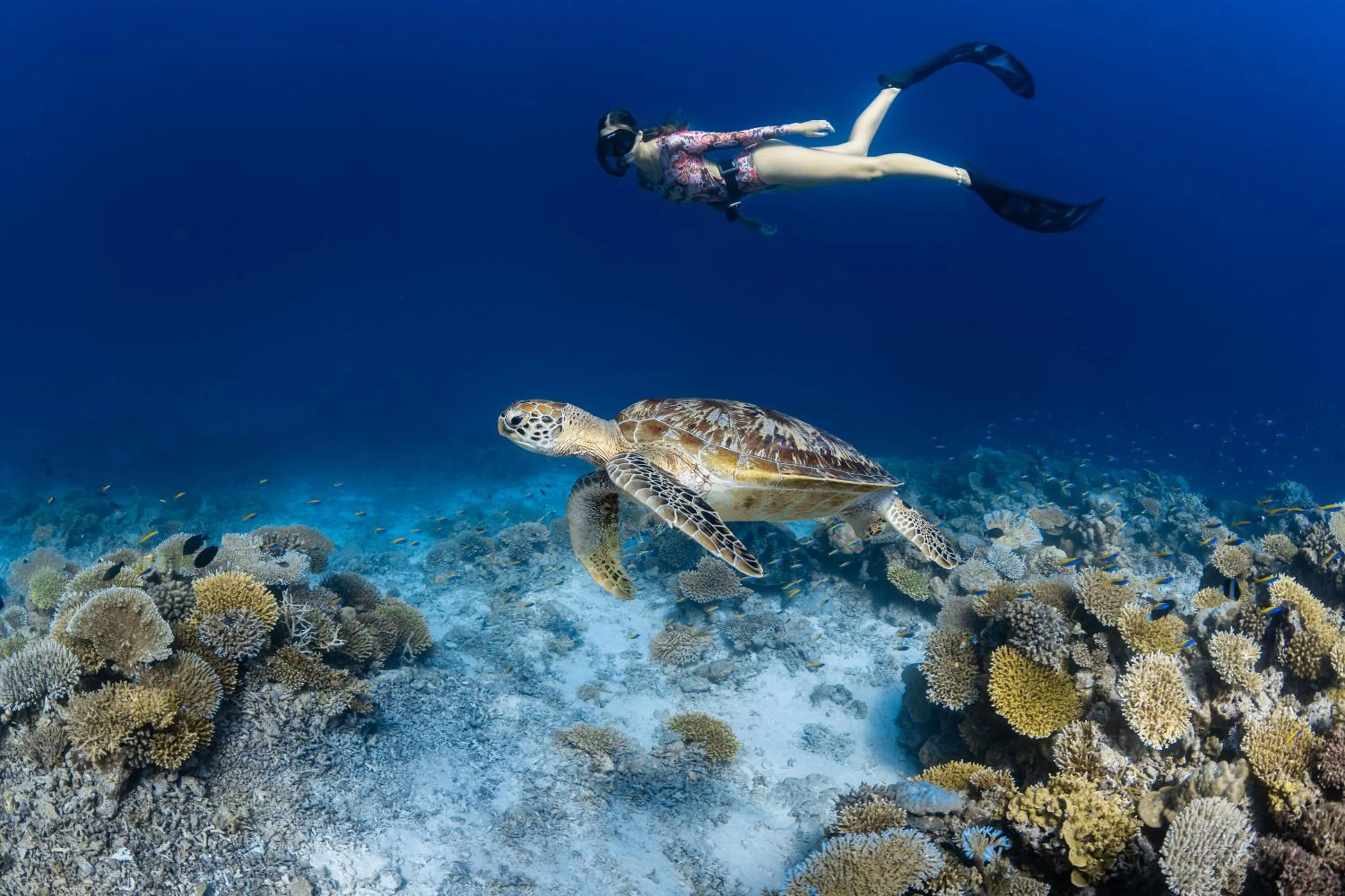 Diving in Park Hyatt Maldives Hadahaa
