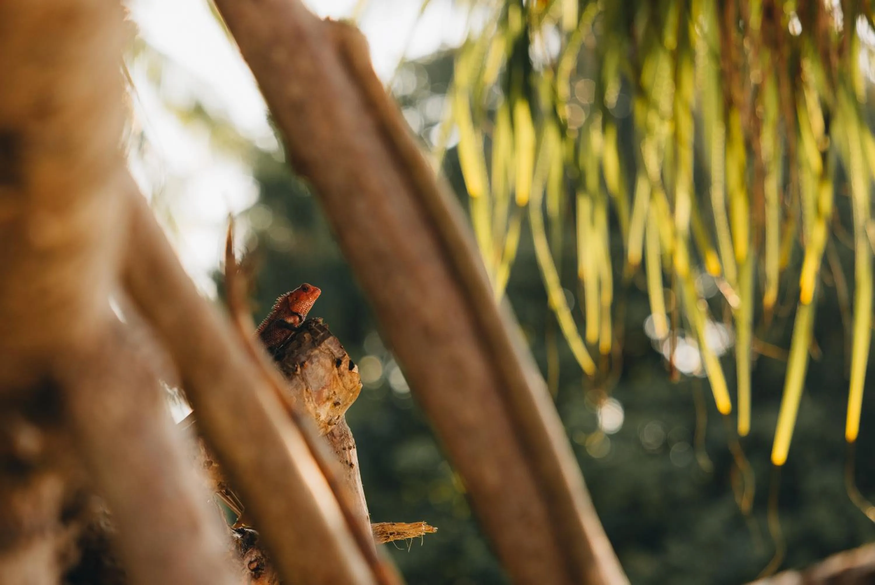 Park Hyatt Maldives Hadahaa
