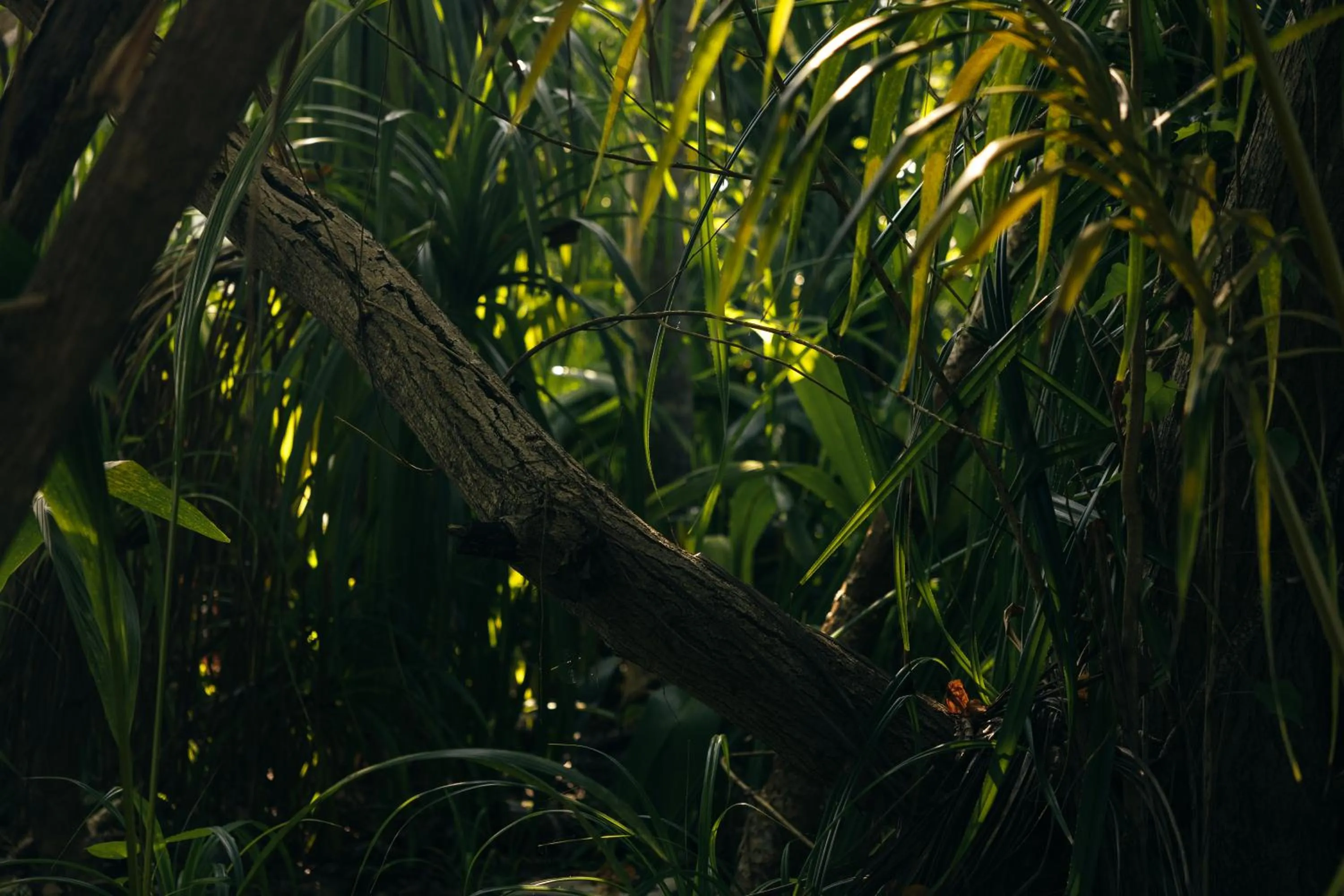 Park Hyatt Maldives Hadahaa