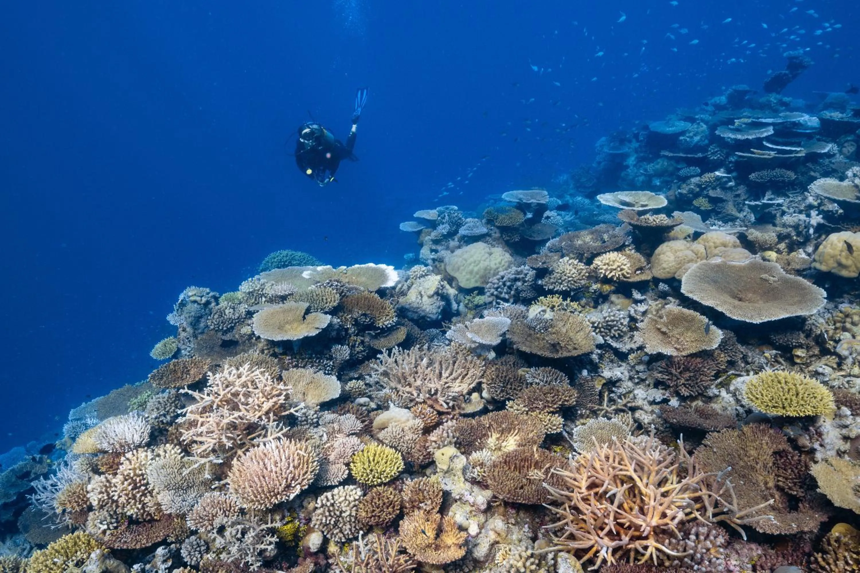 Diving in Park Hyatt Maldives Hadahaa