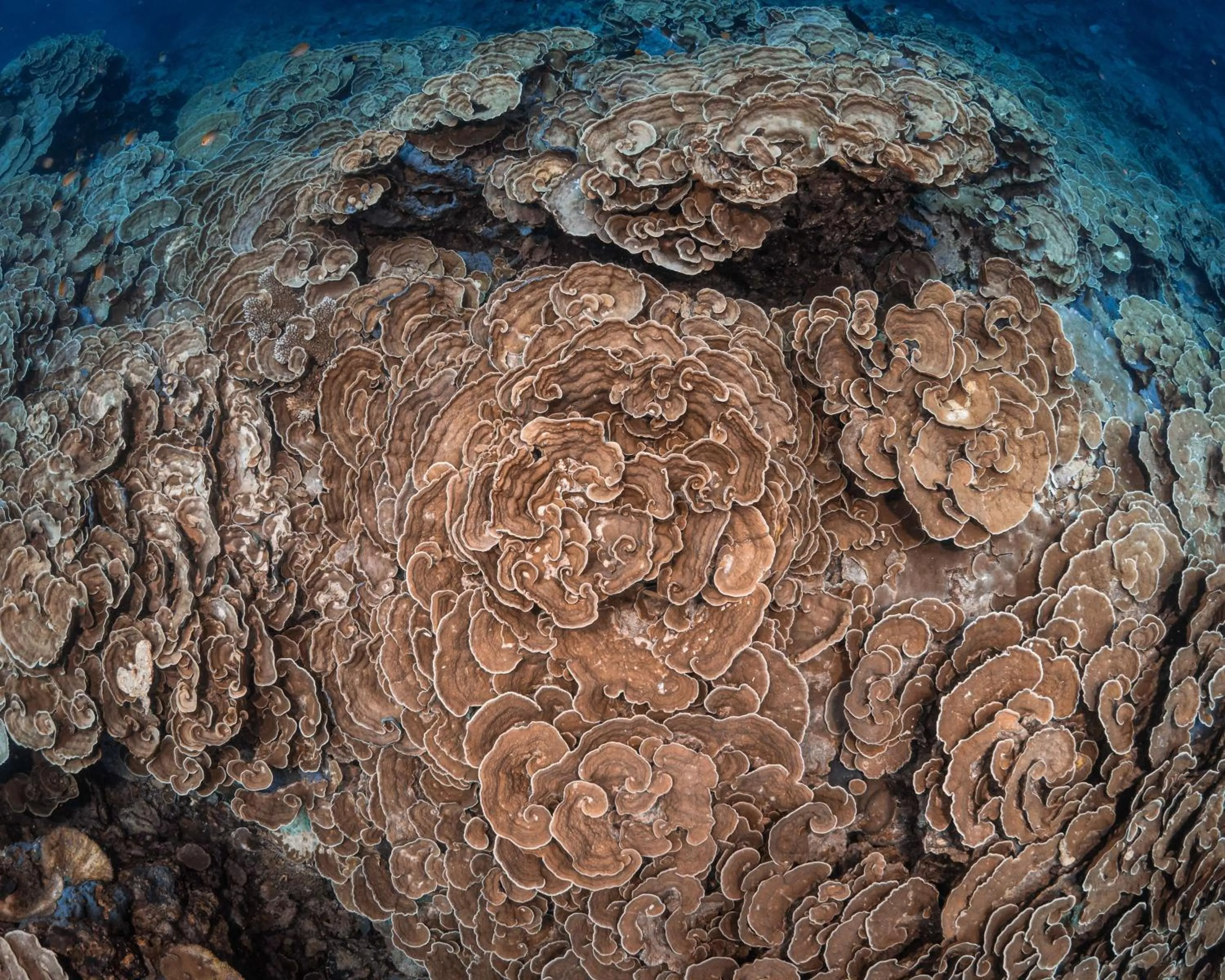 Location in Park Hyatt Maldives Hadahaa