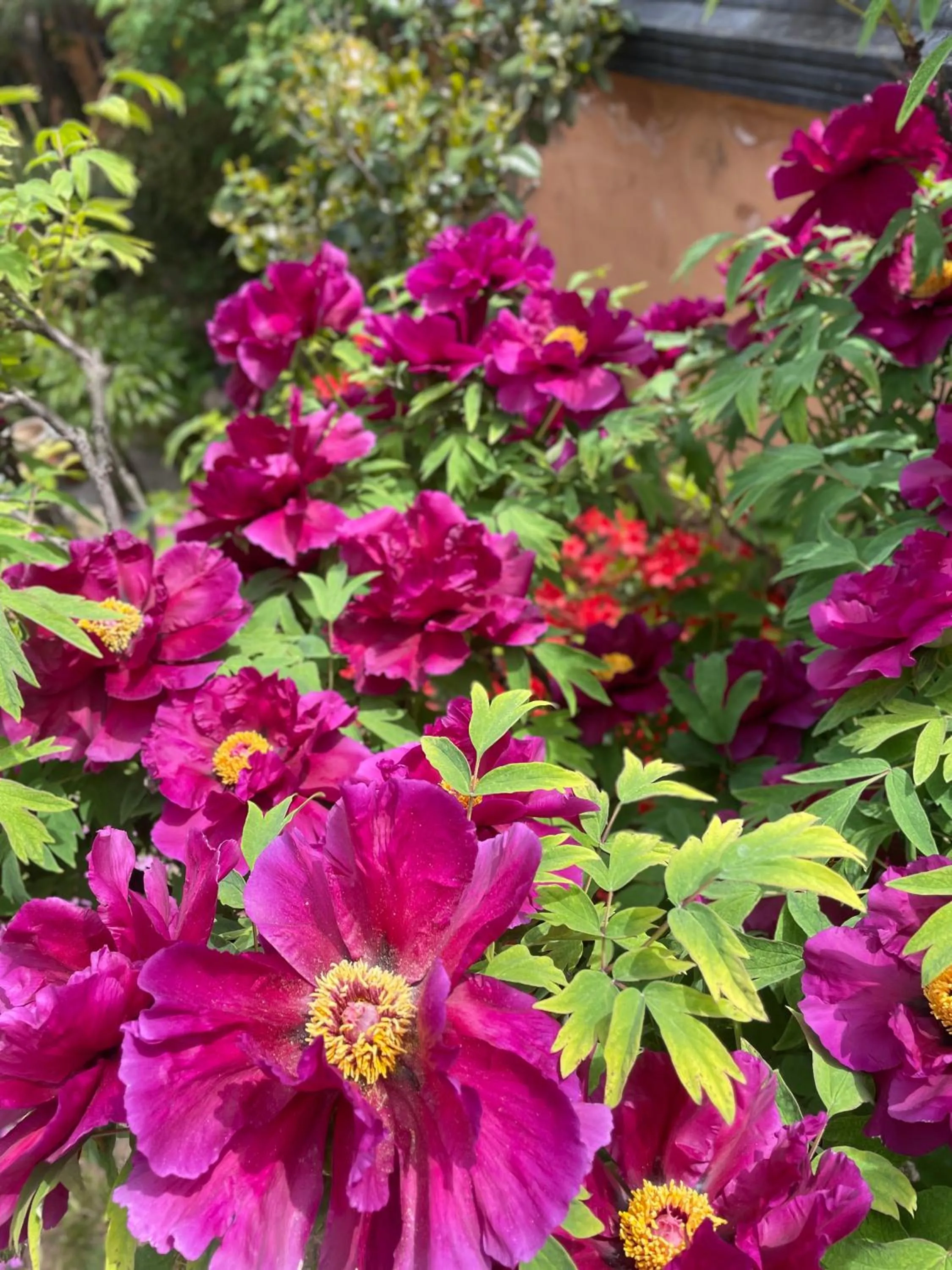 Garden in Hanok Hyeyum