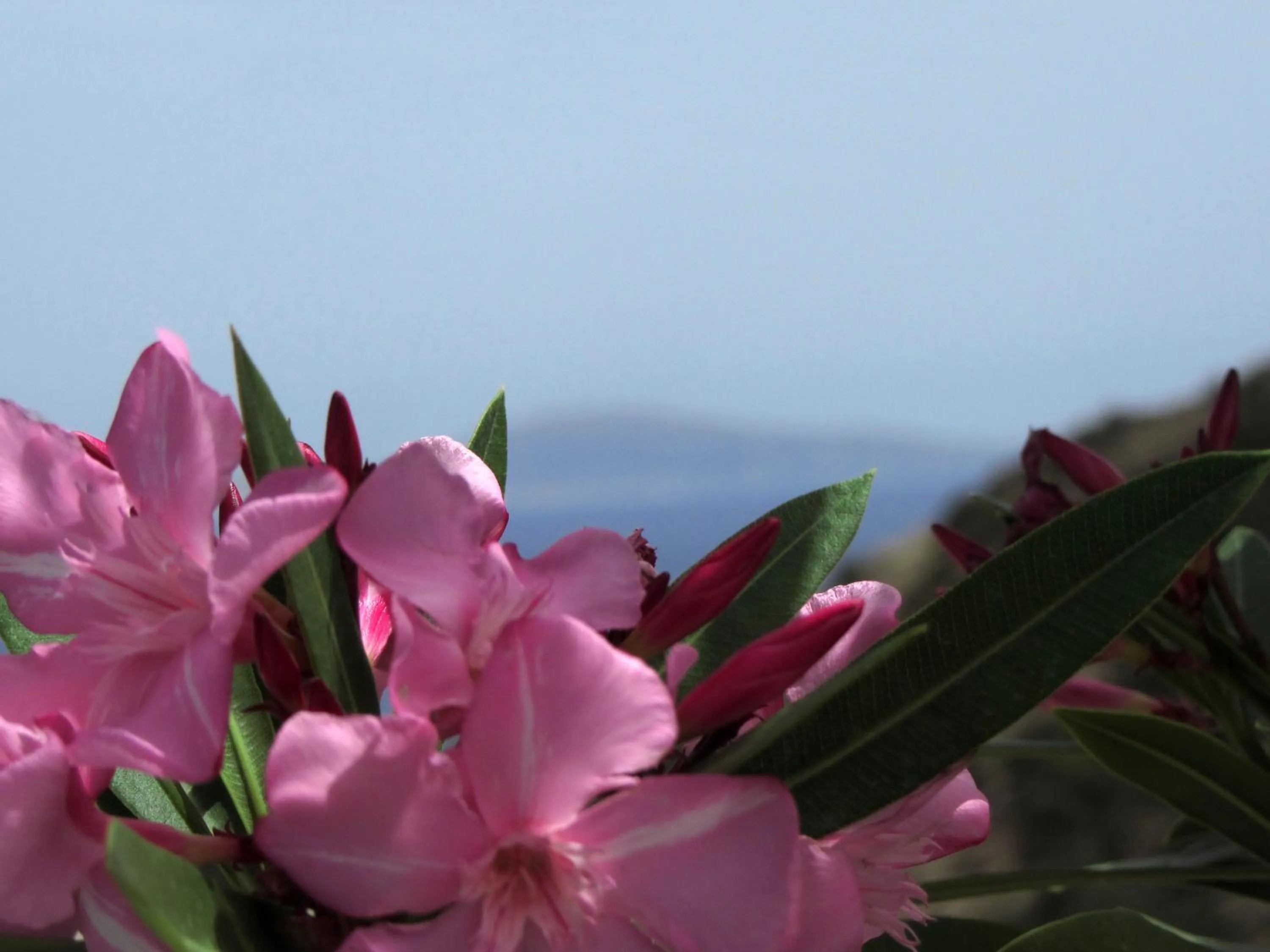 Natural landscape in Petra Hotel