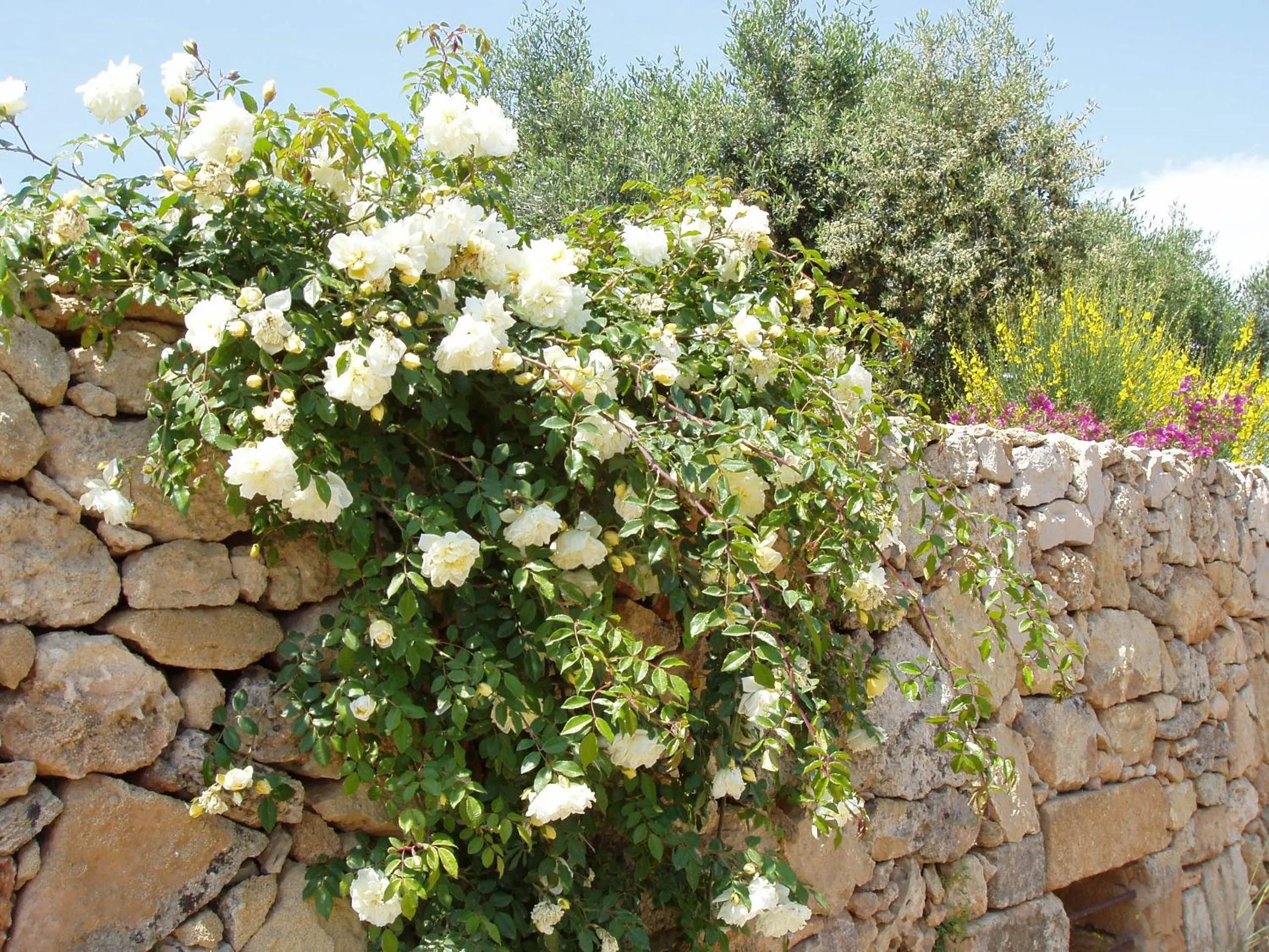 Decorative detail in Masseria L'Antico Frantoio