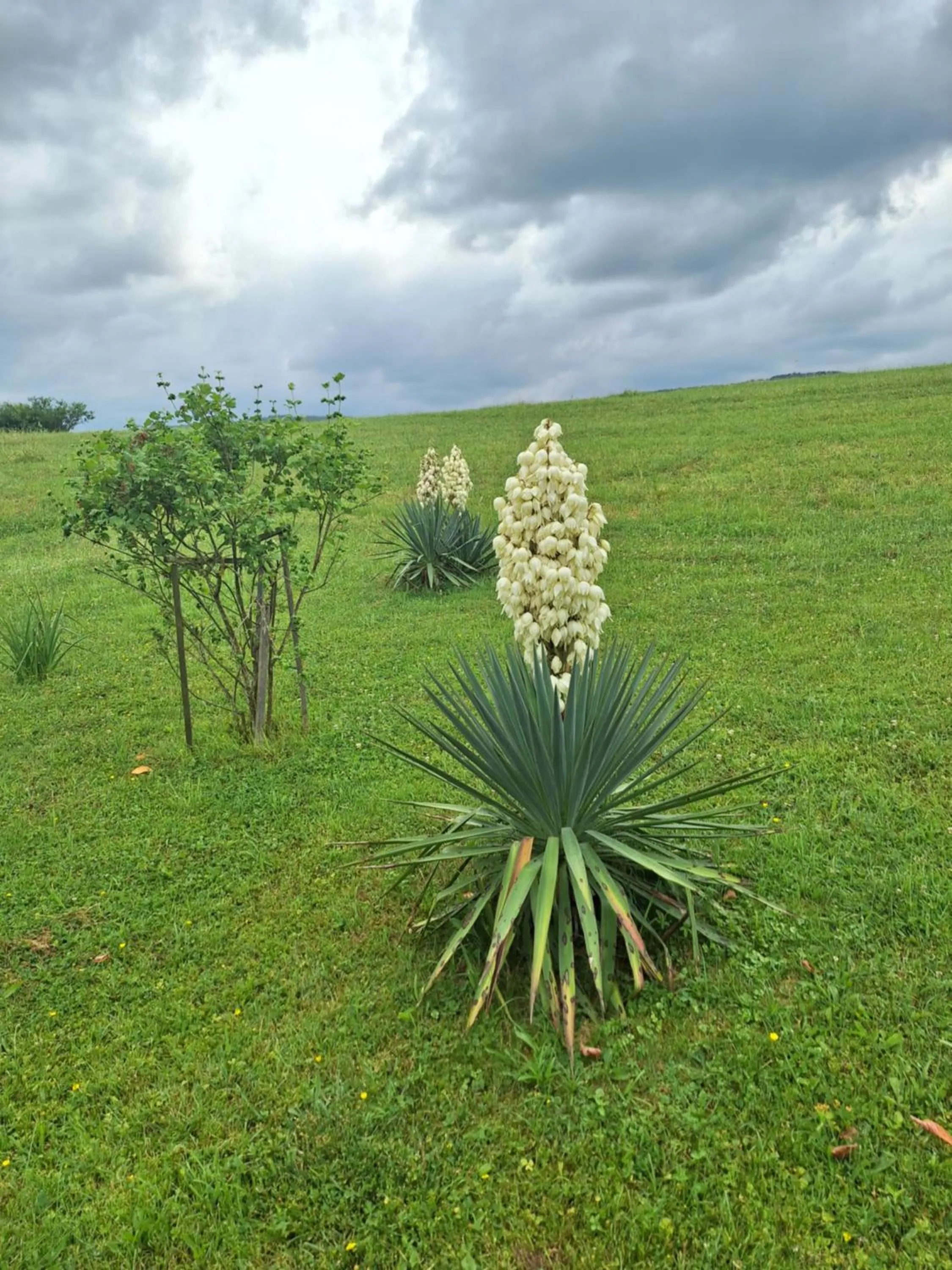 Garden in House Josipa