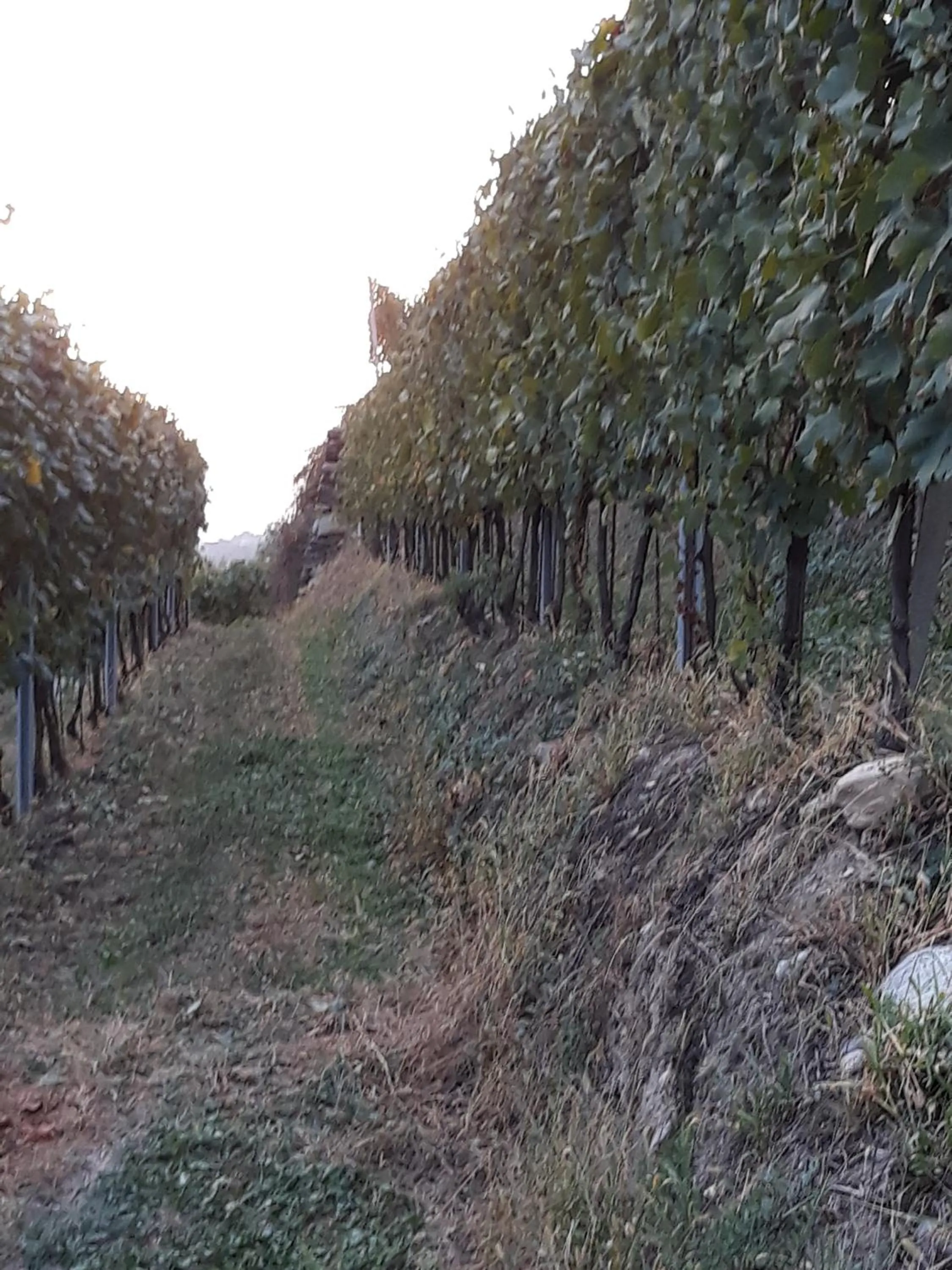 Natural landscape in Il Vigneto