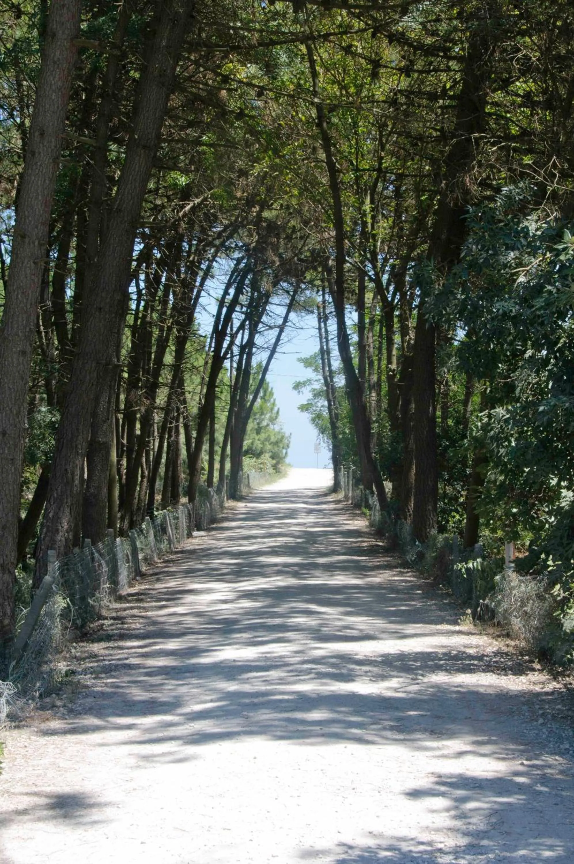 Natural landscape in Club del Sole Adriano Family Camping Village