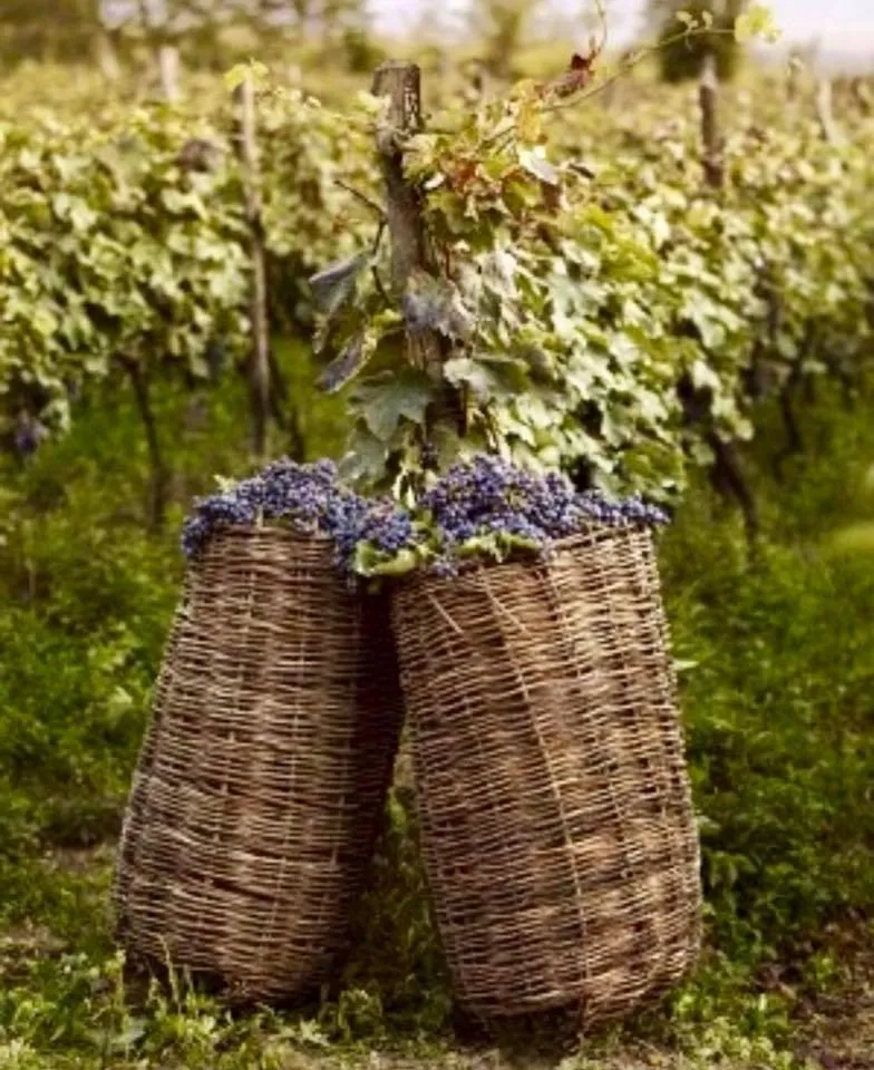 Alcoholic drinks in Hotel Tela & Mareli Winery