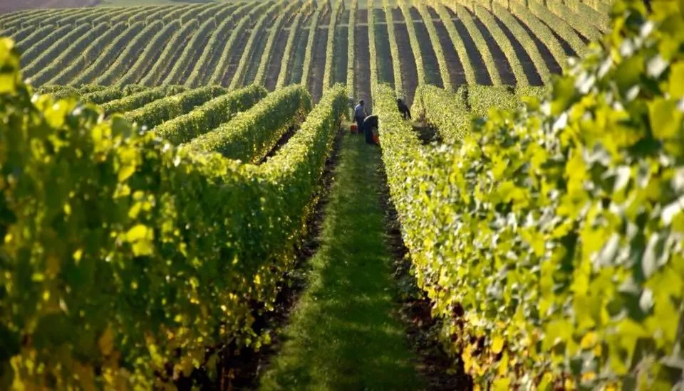 Hotel Tela & Mareli Winery