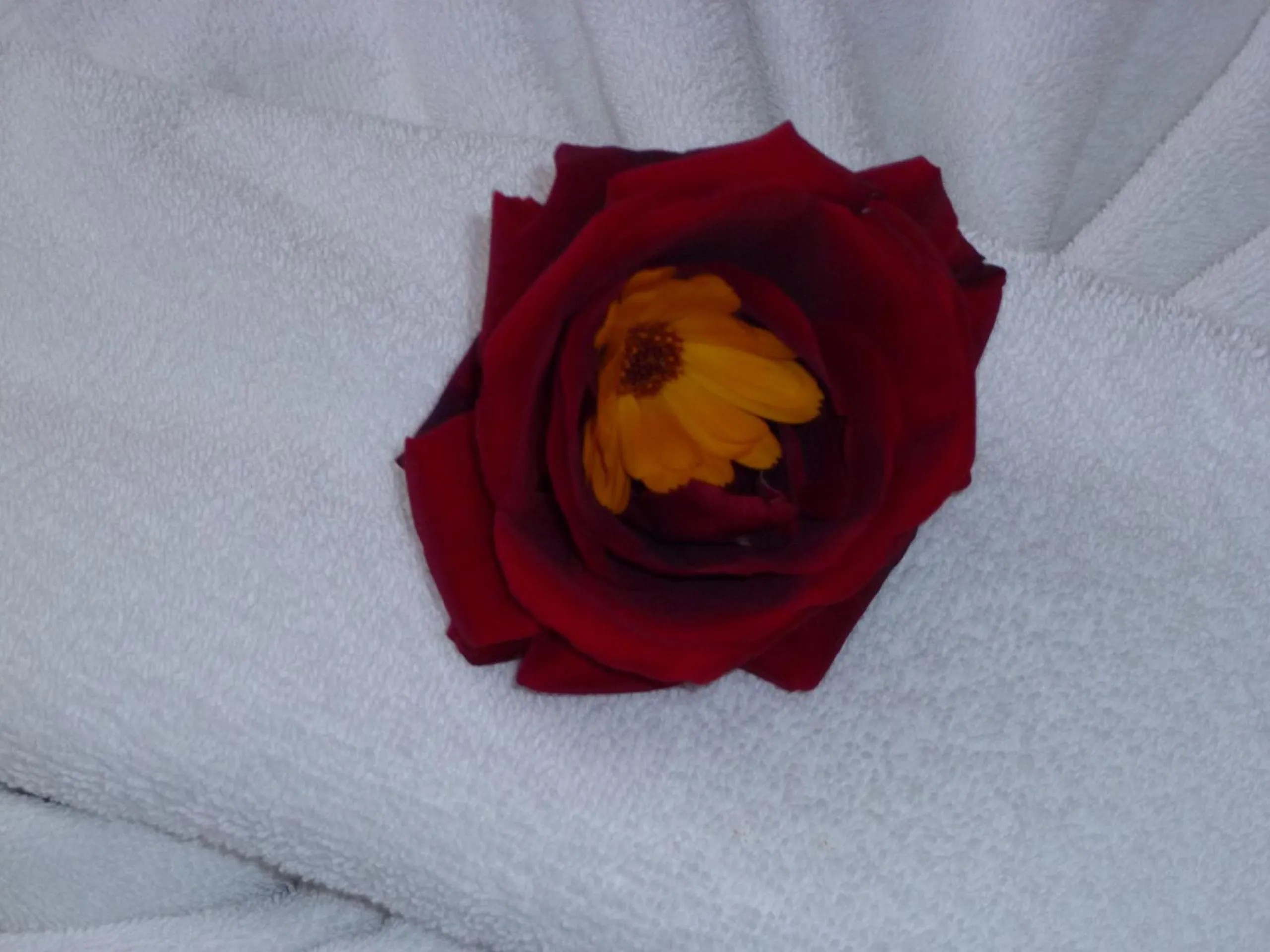 Decorative detail, Bed in Apartment Tourist Complex Rose Village