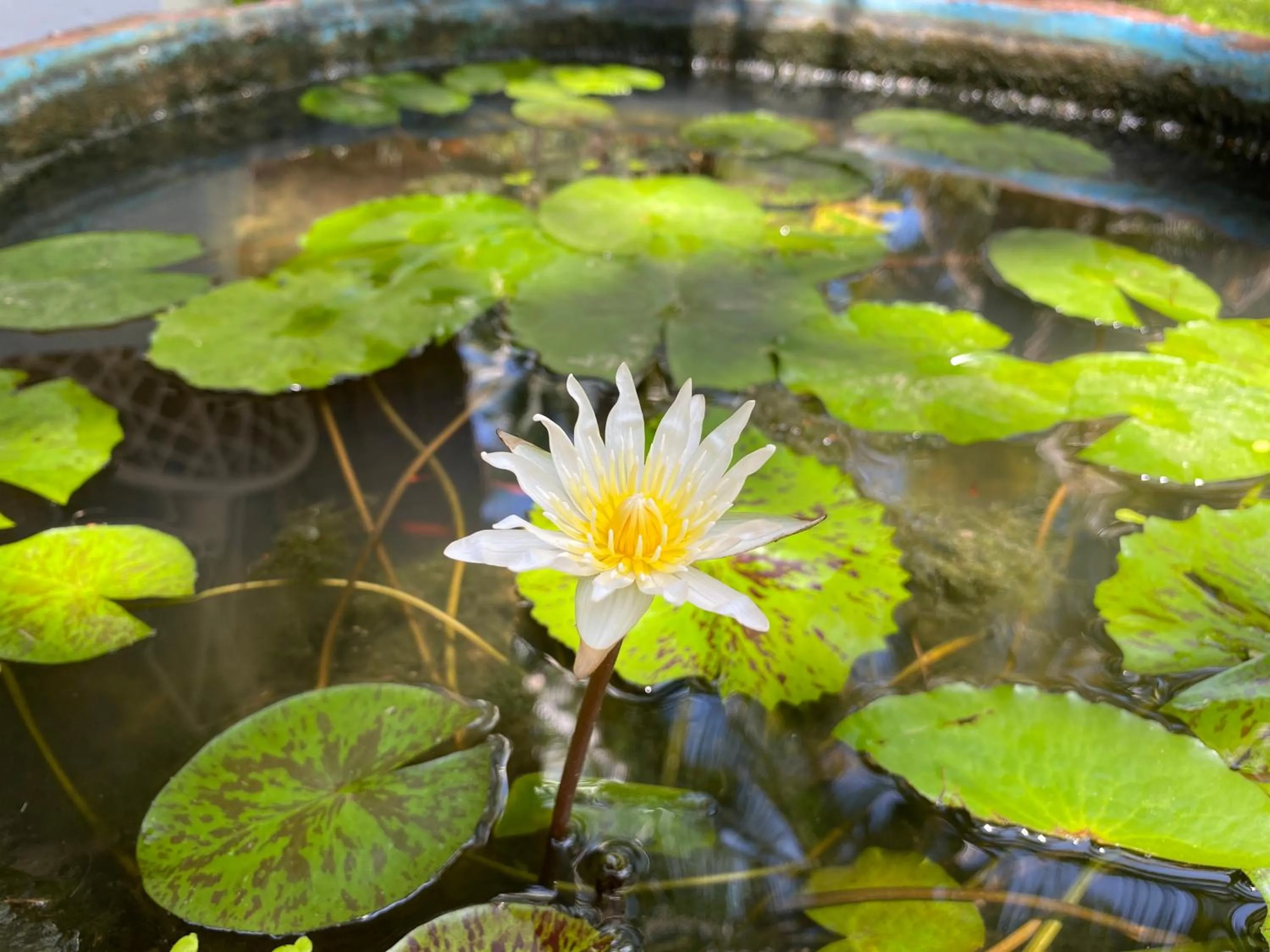Garden in Pakmeng Resort