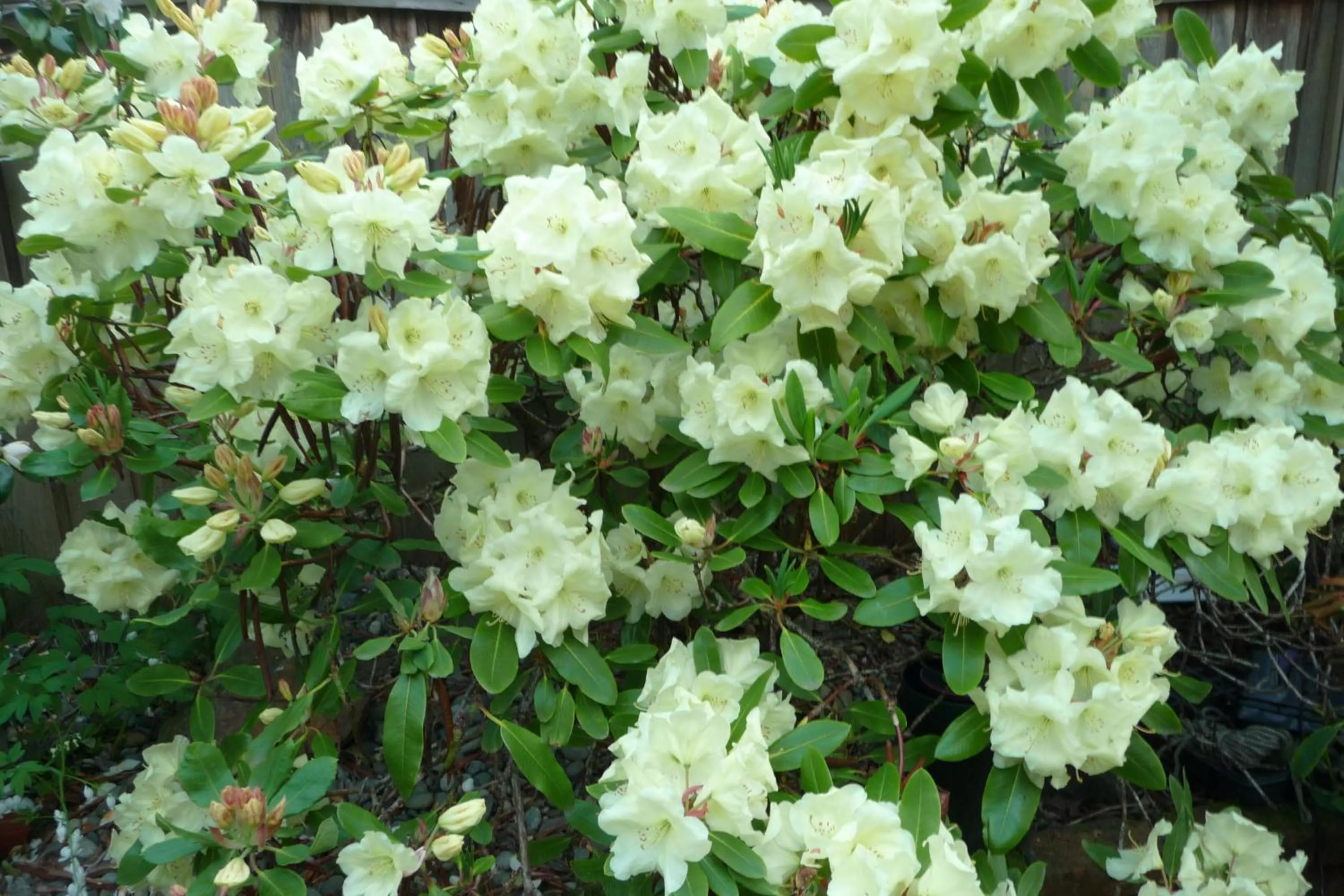 Spring in Cycle Inn Bed and Breakfast