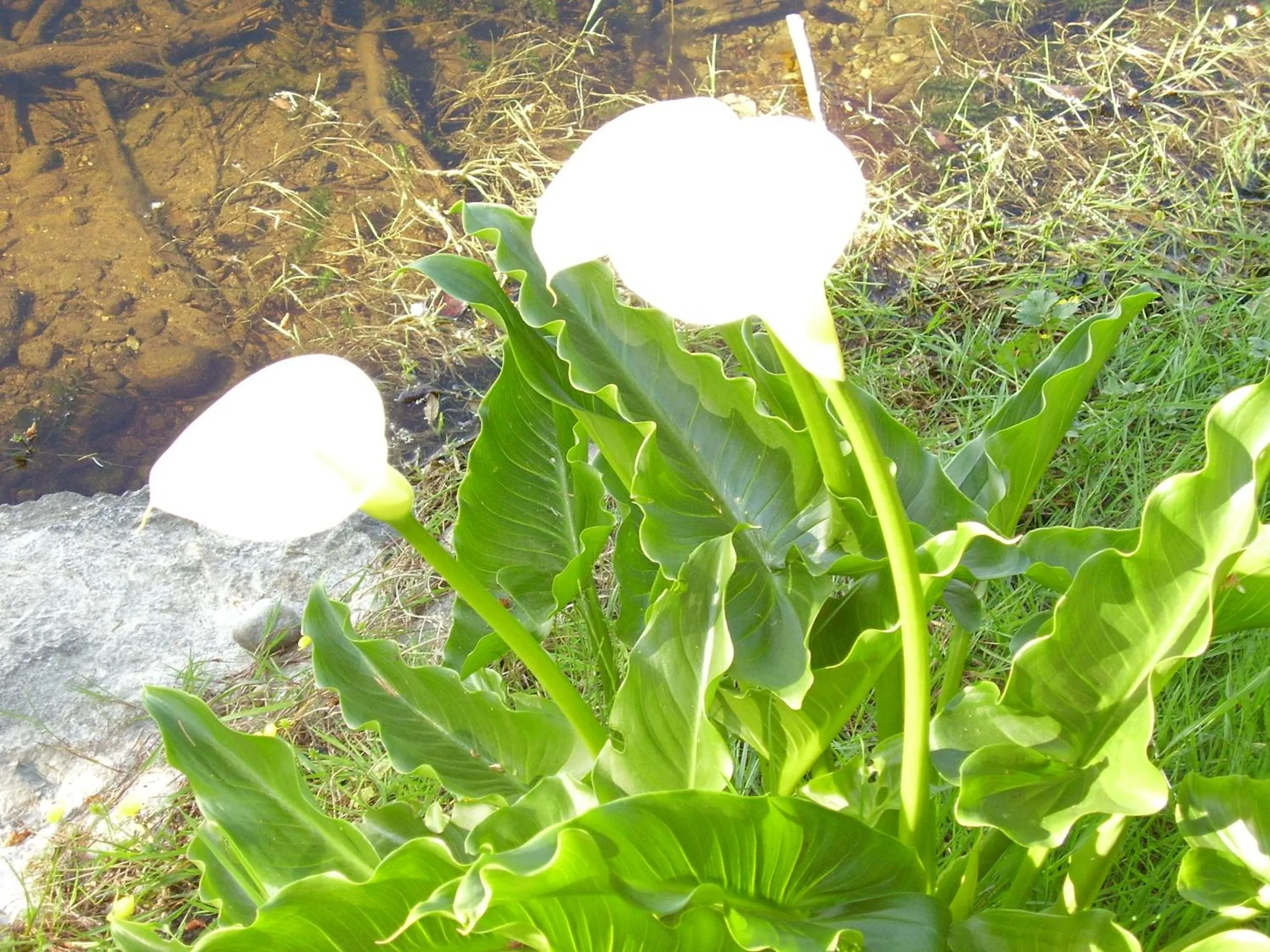 Decorative detail in Cycle Inn Bed and Breakfast