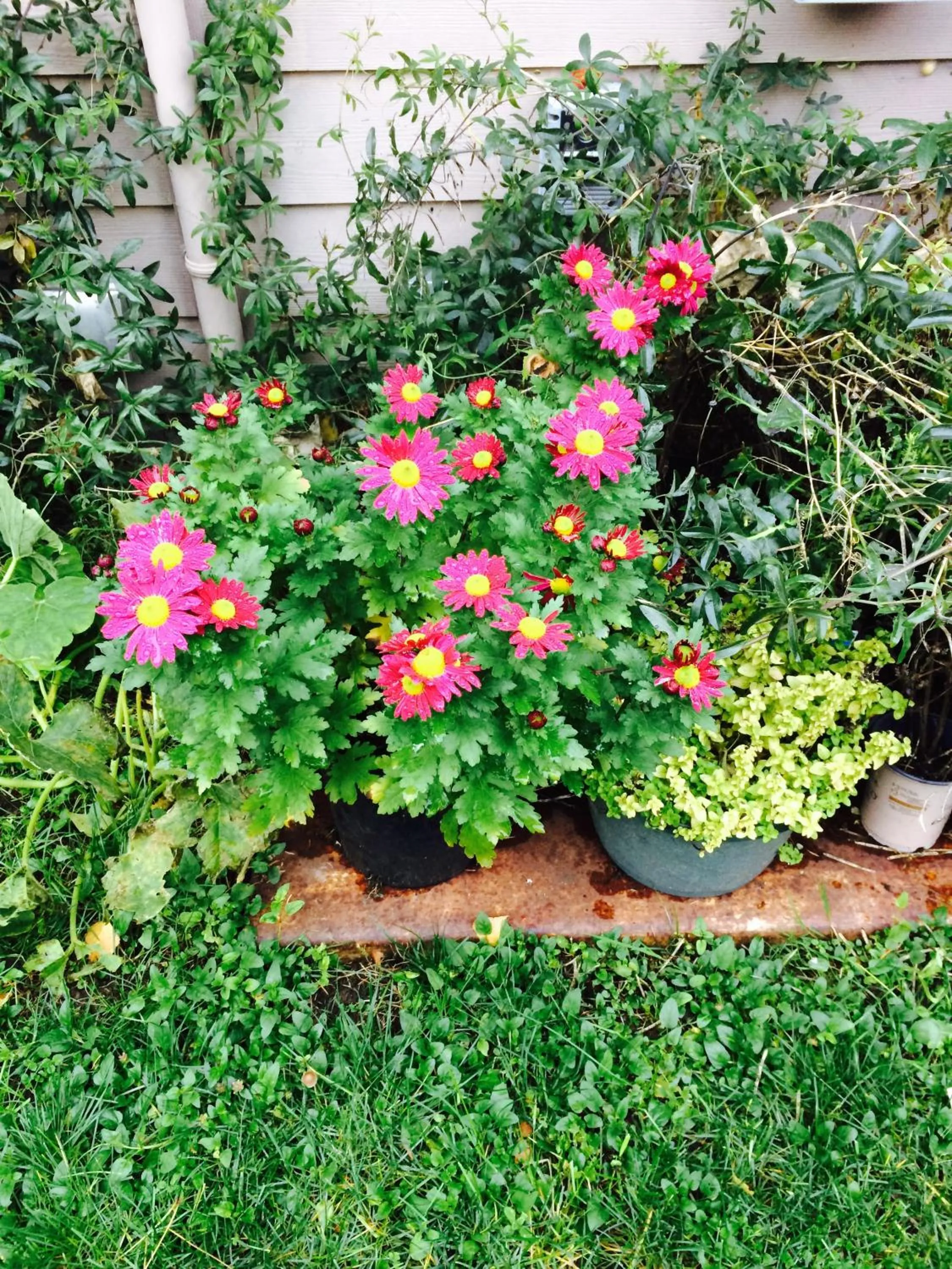 Garden in Cycle Inn Bed and Breakfast