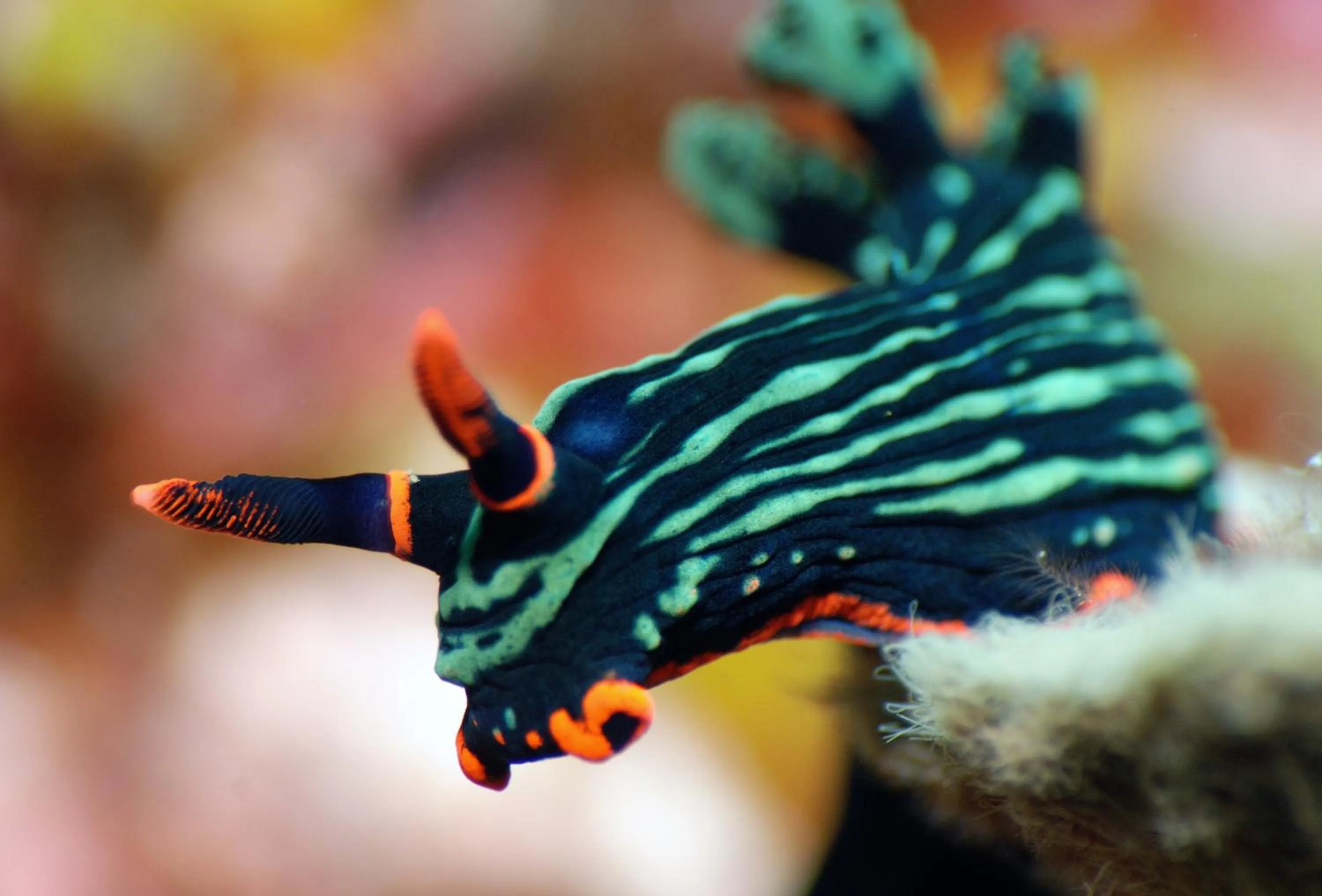 Diving in Rene's Resort