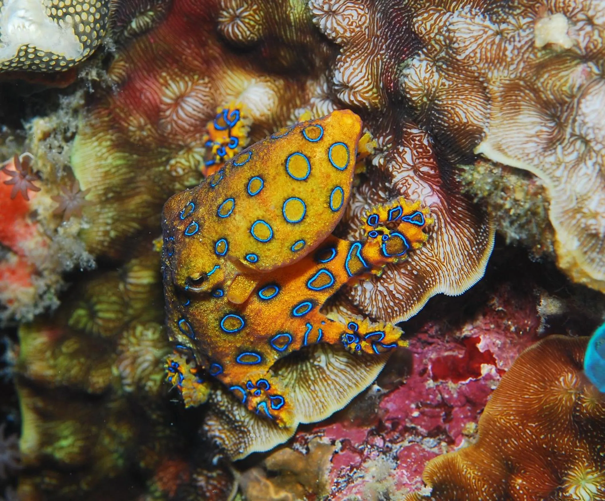 Diving in Rene's Resort