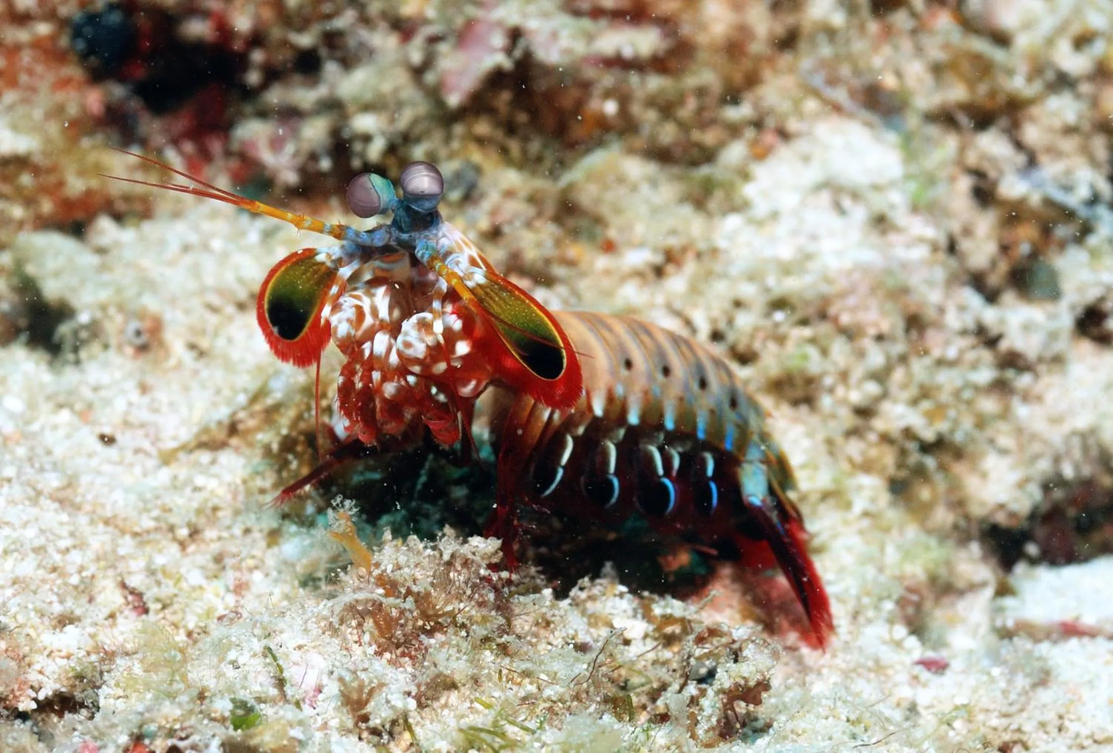 Diving in Rene's Resort