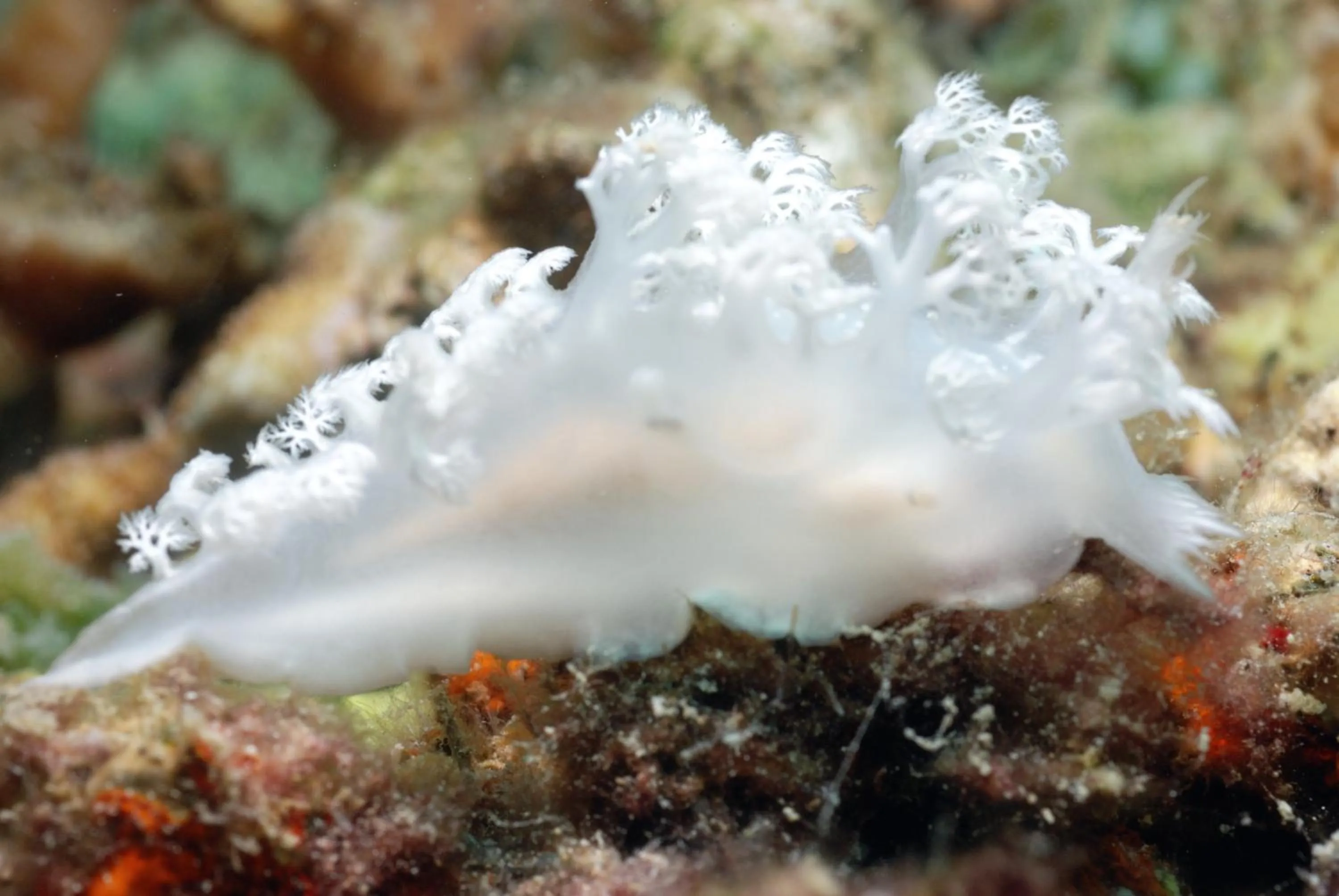 Diving in Rene's Resort